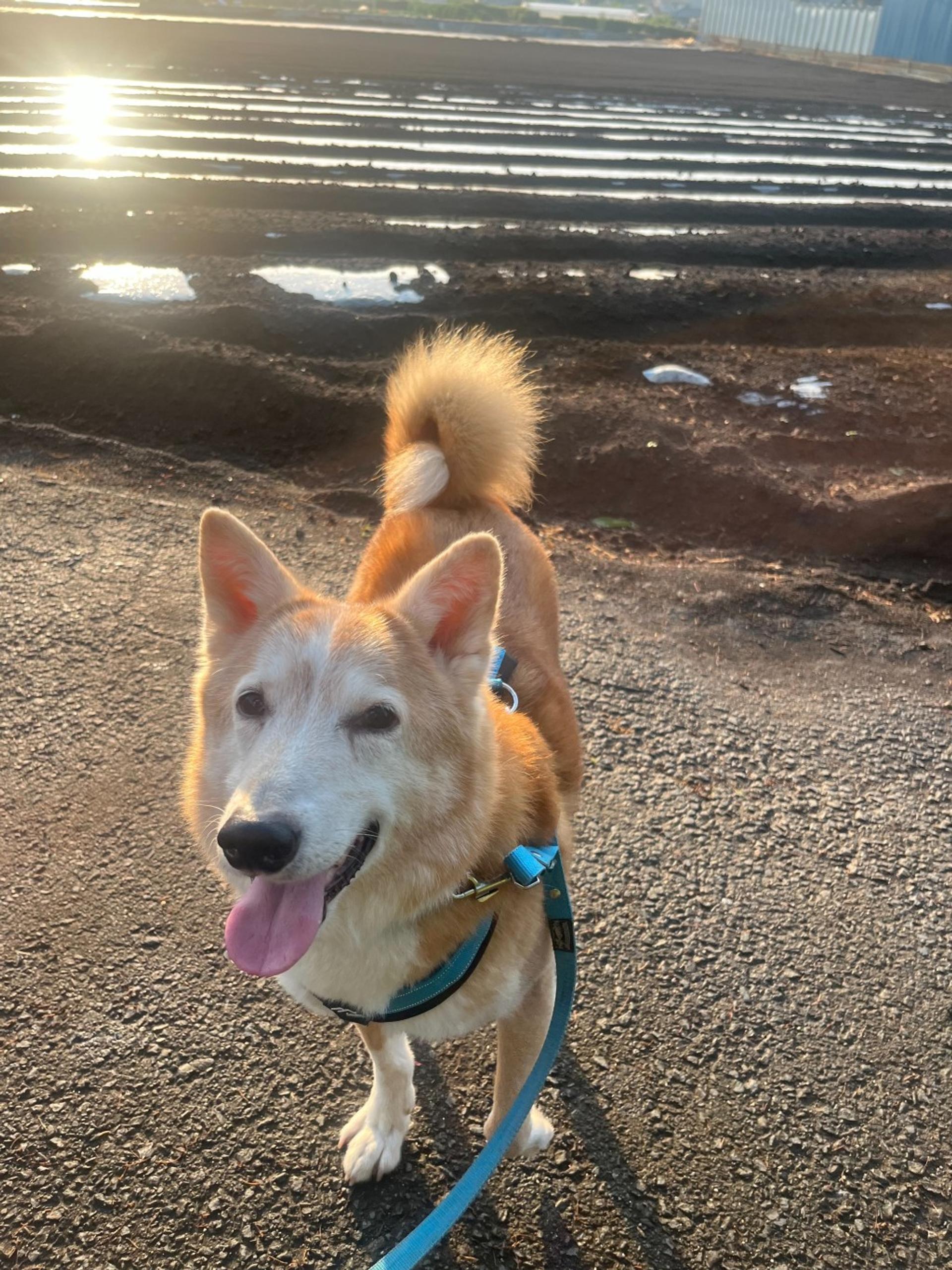 pet-image-7