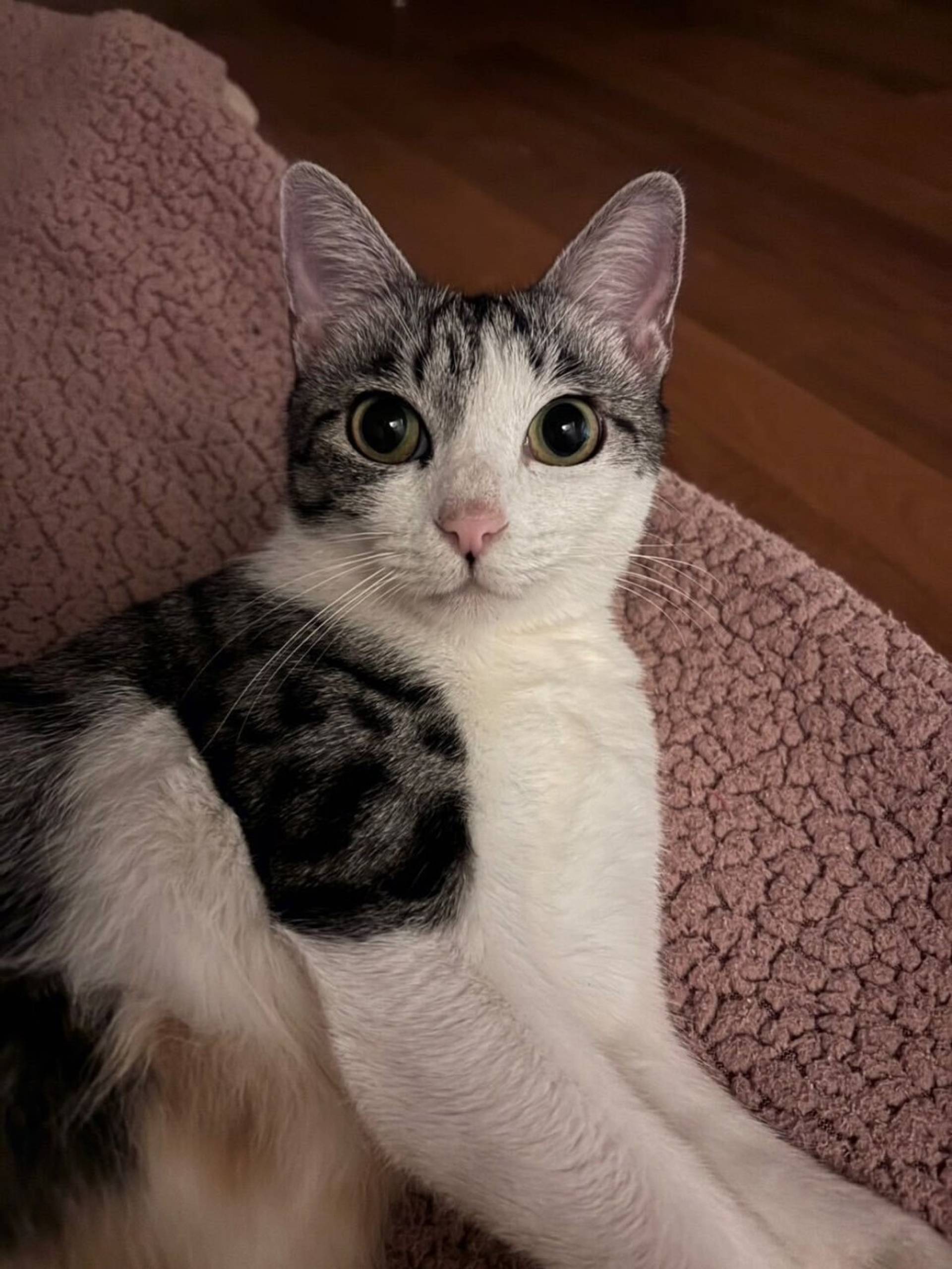 雑種（ミックス猫）・メスの里親募集の写真