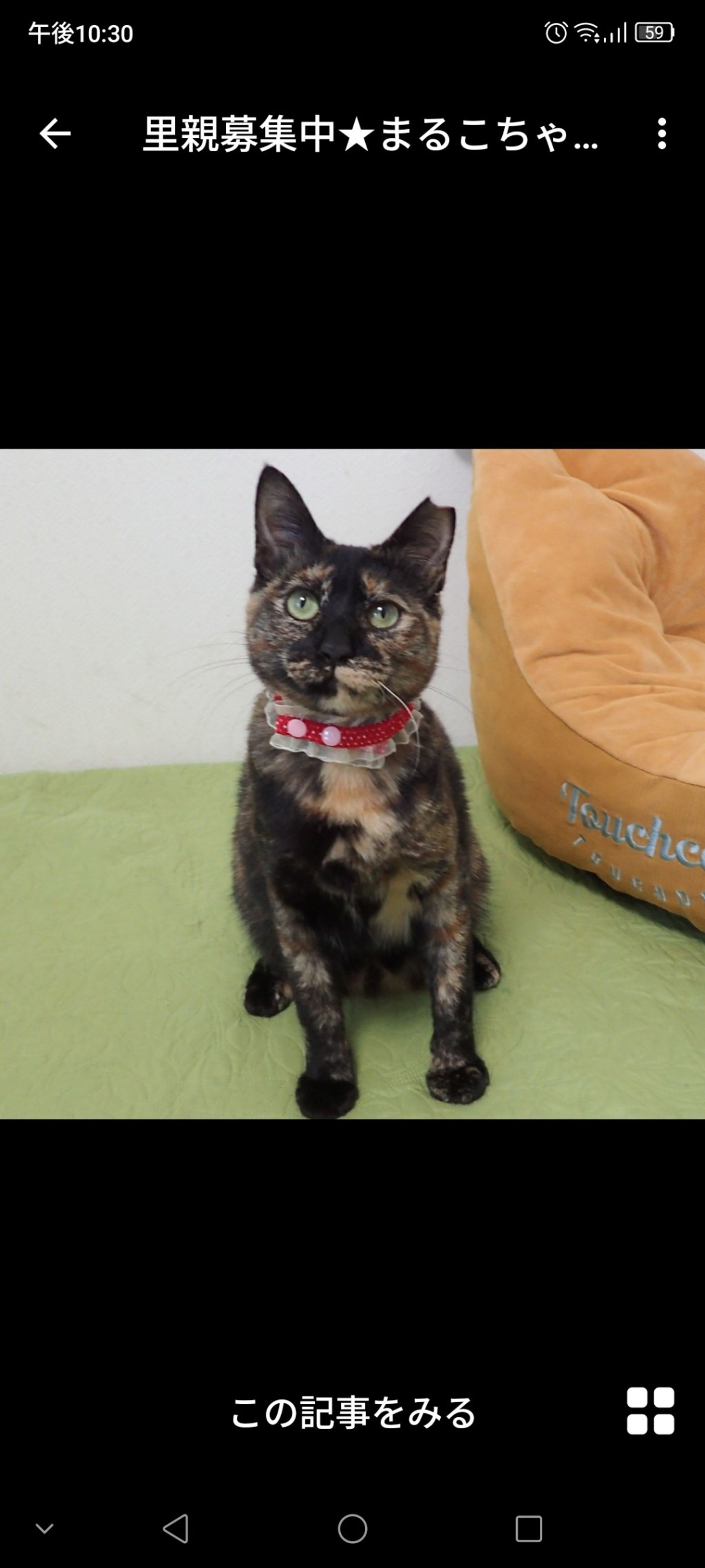 雑種（ミックス猫）・メスの里親募集の写真