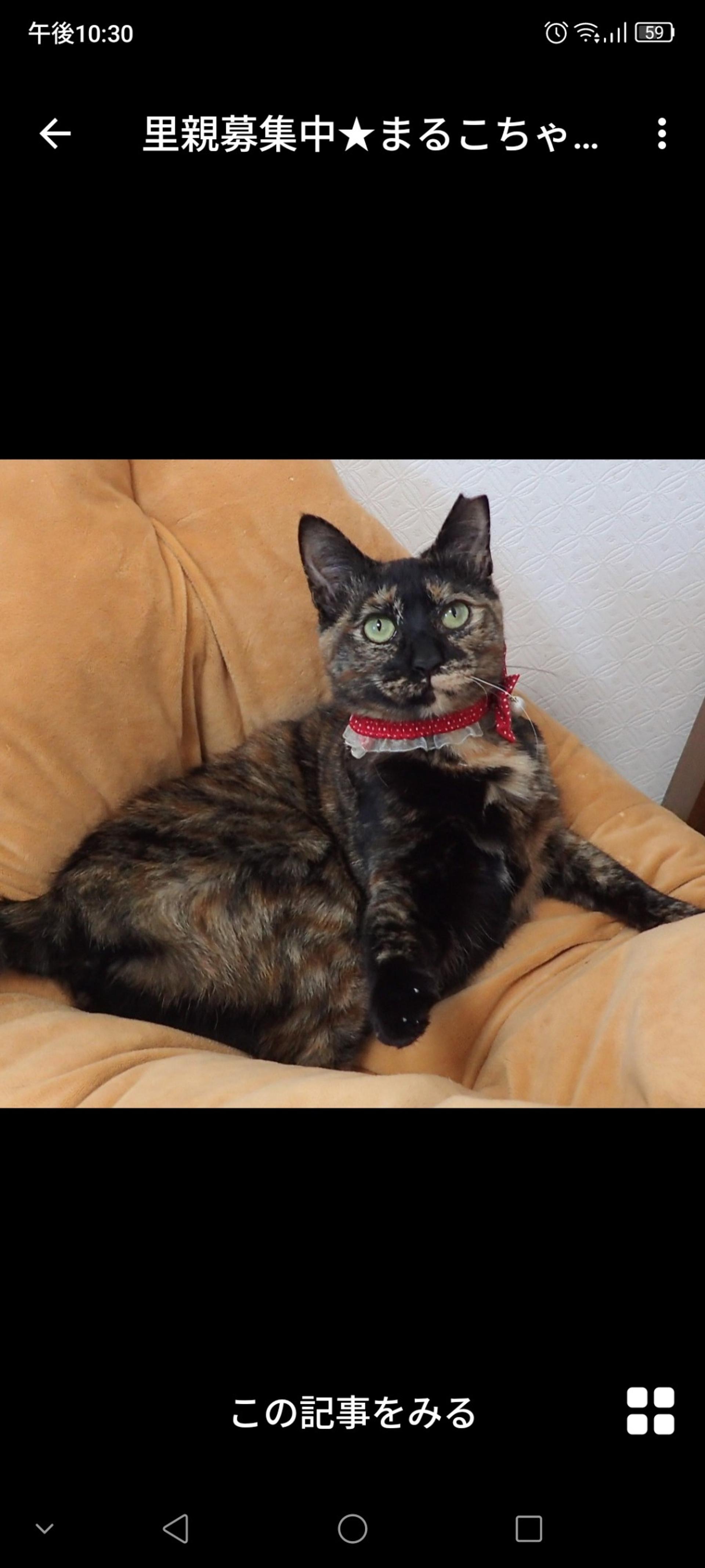 pet-image-3