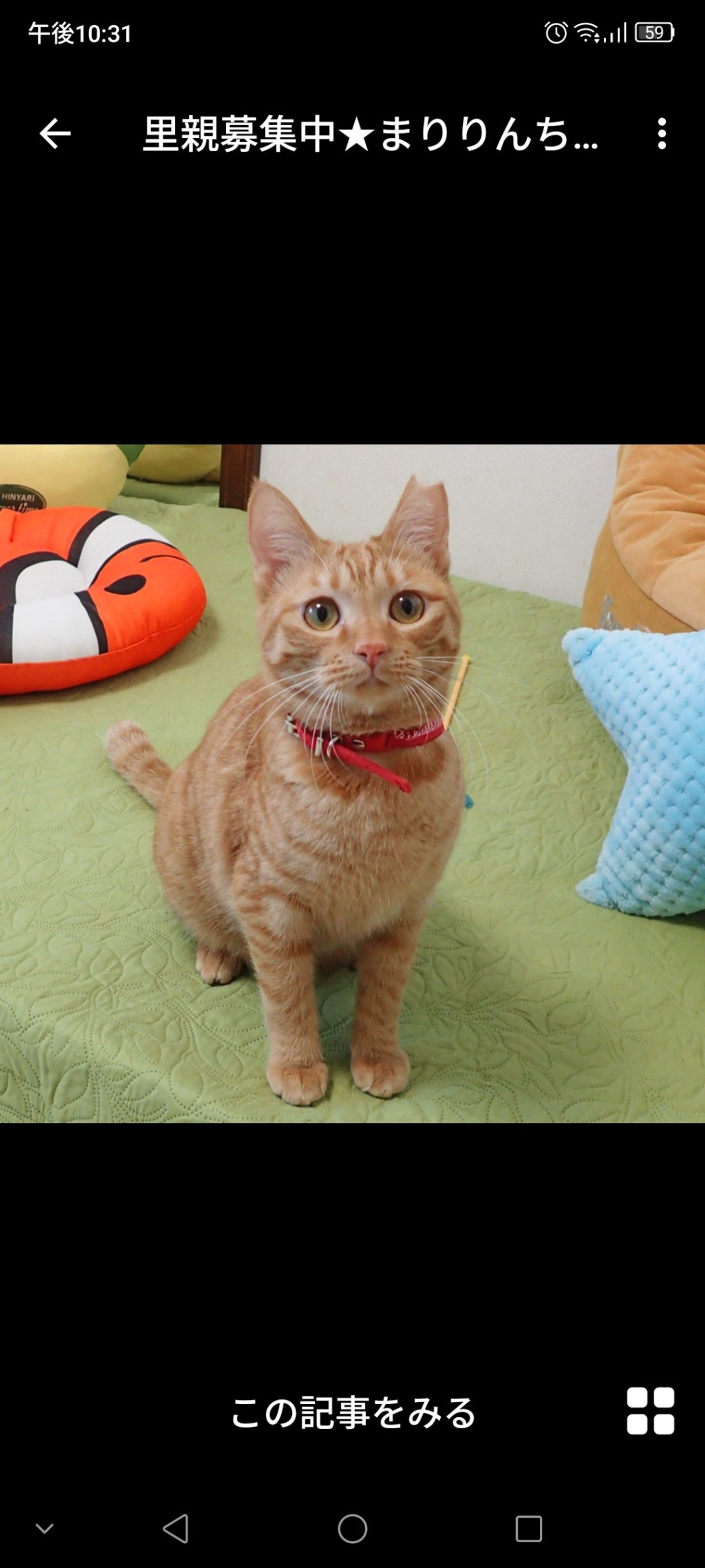 雑種（ミックス猫）・メスの里親募集の写真