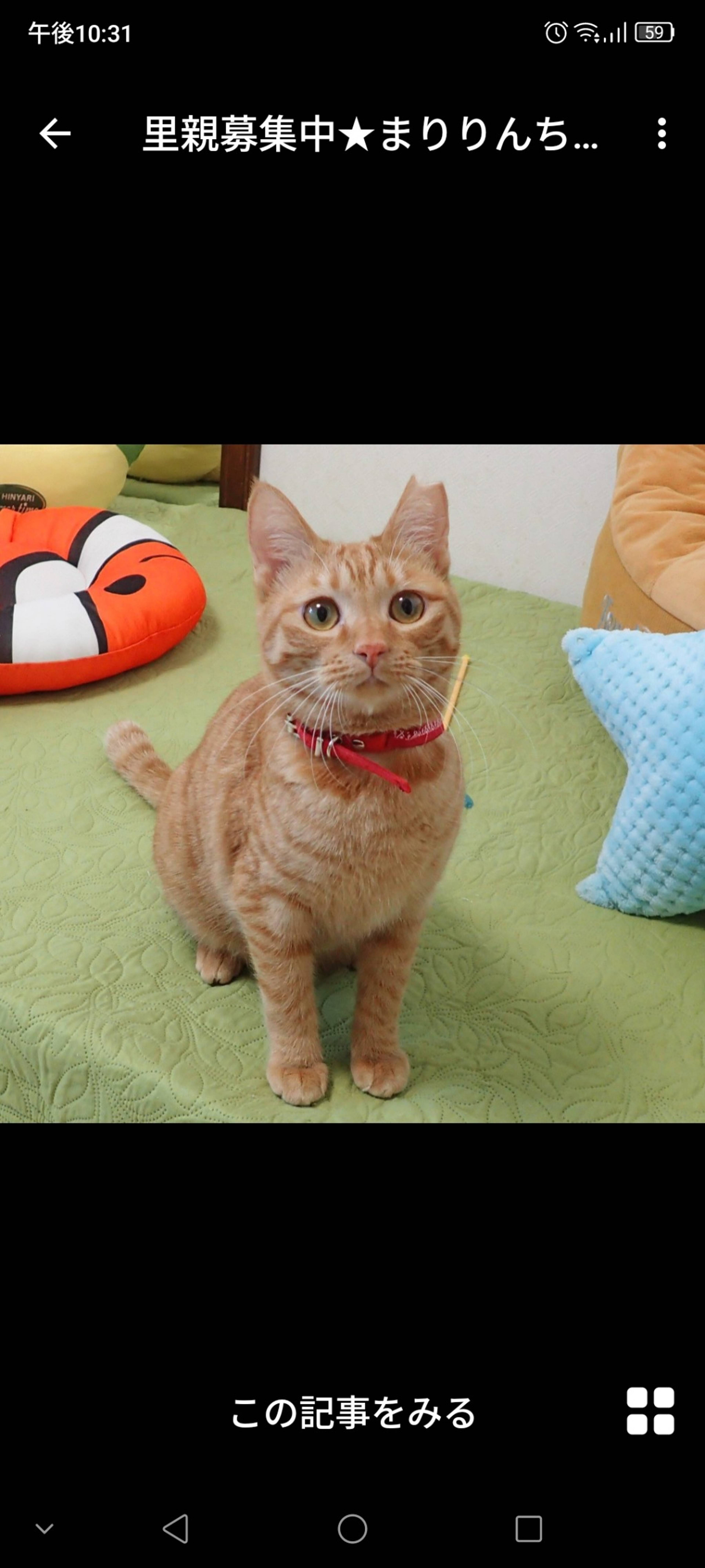雑種（ミックス猫）・メスの里親募集の写真
