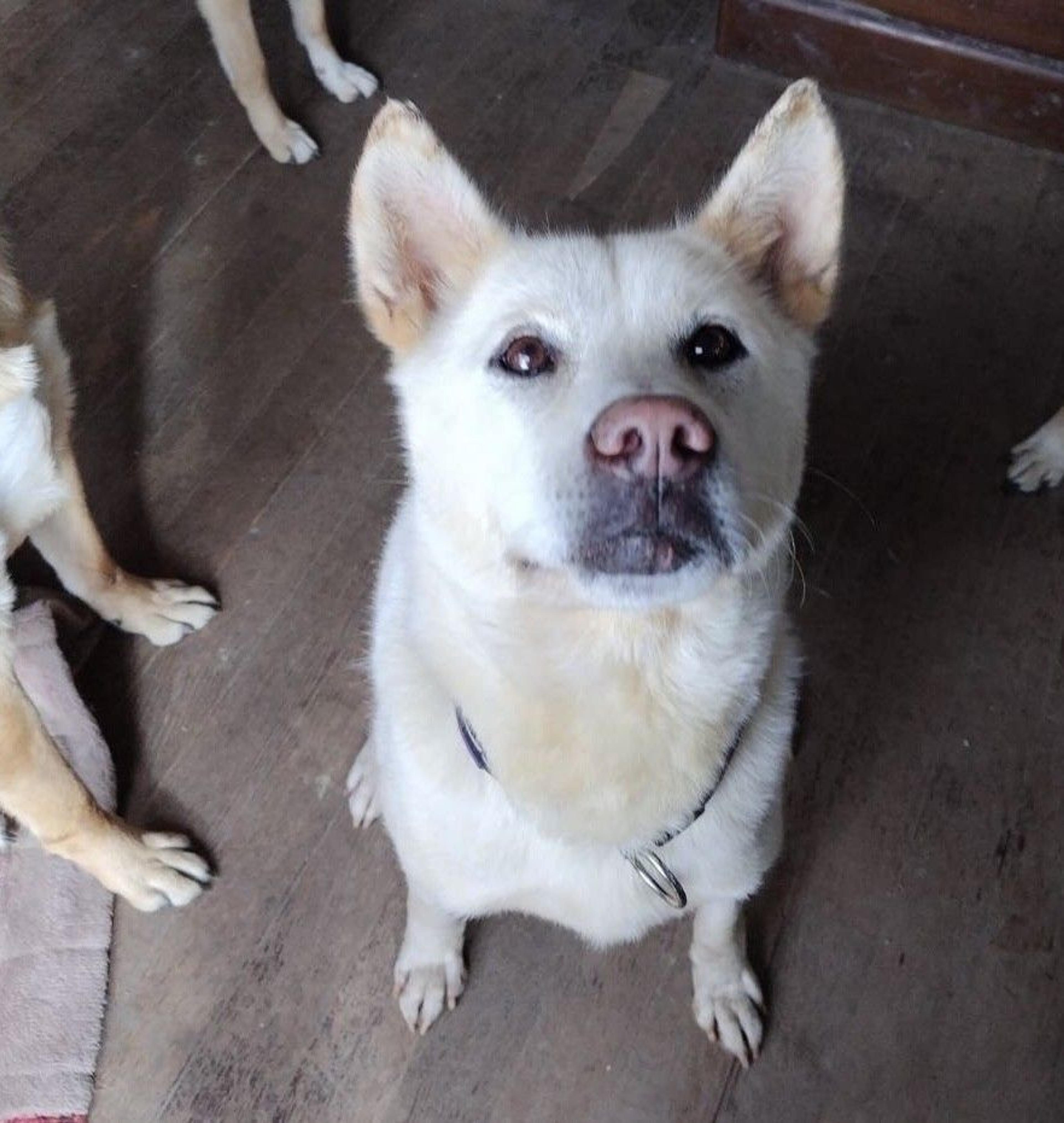pet-image-2