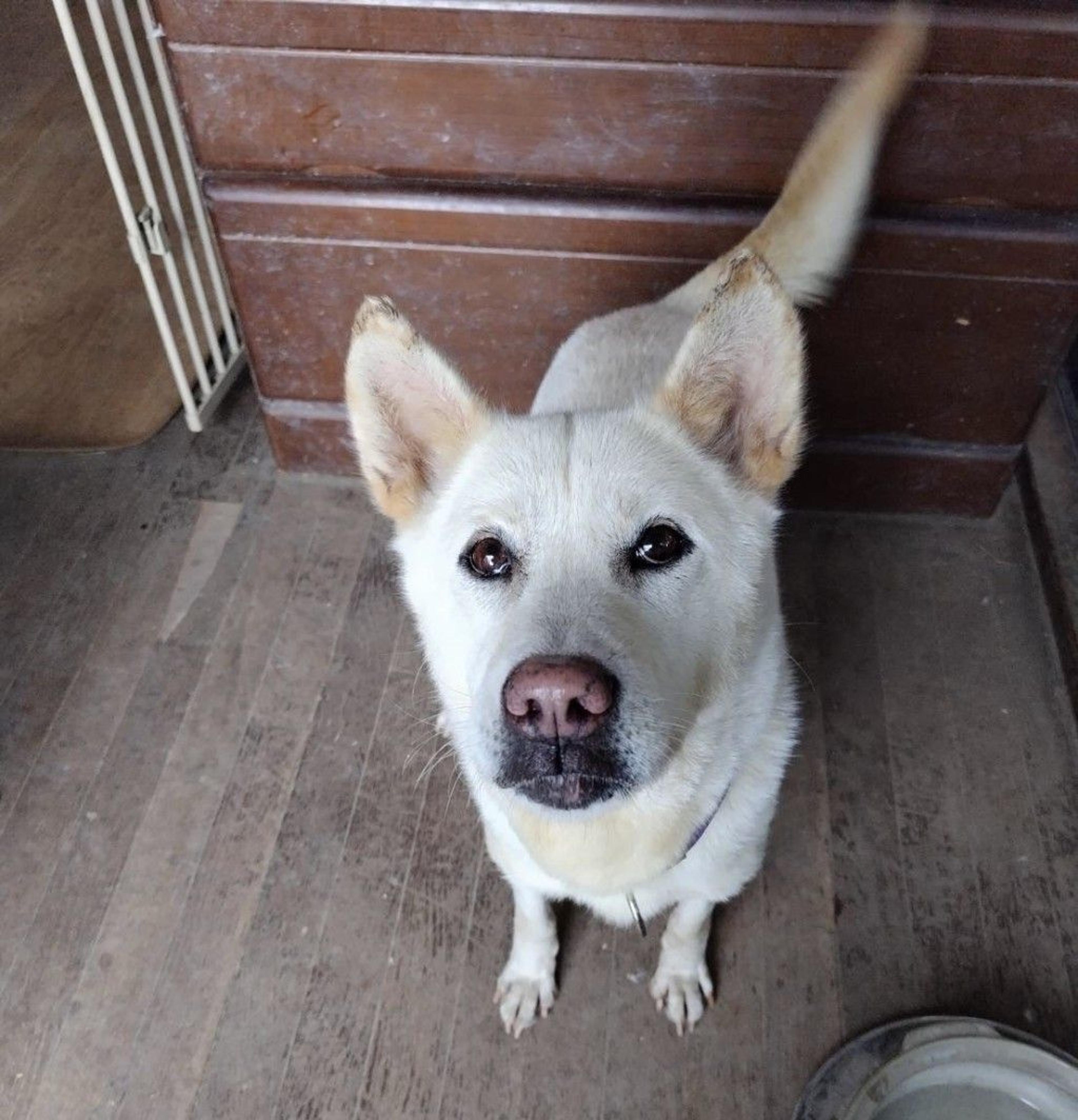 pet-image-3