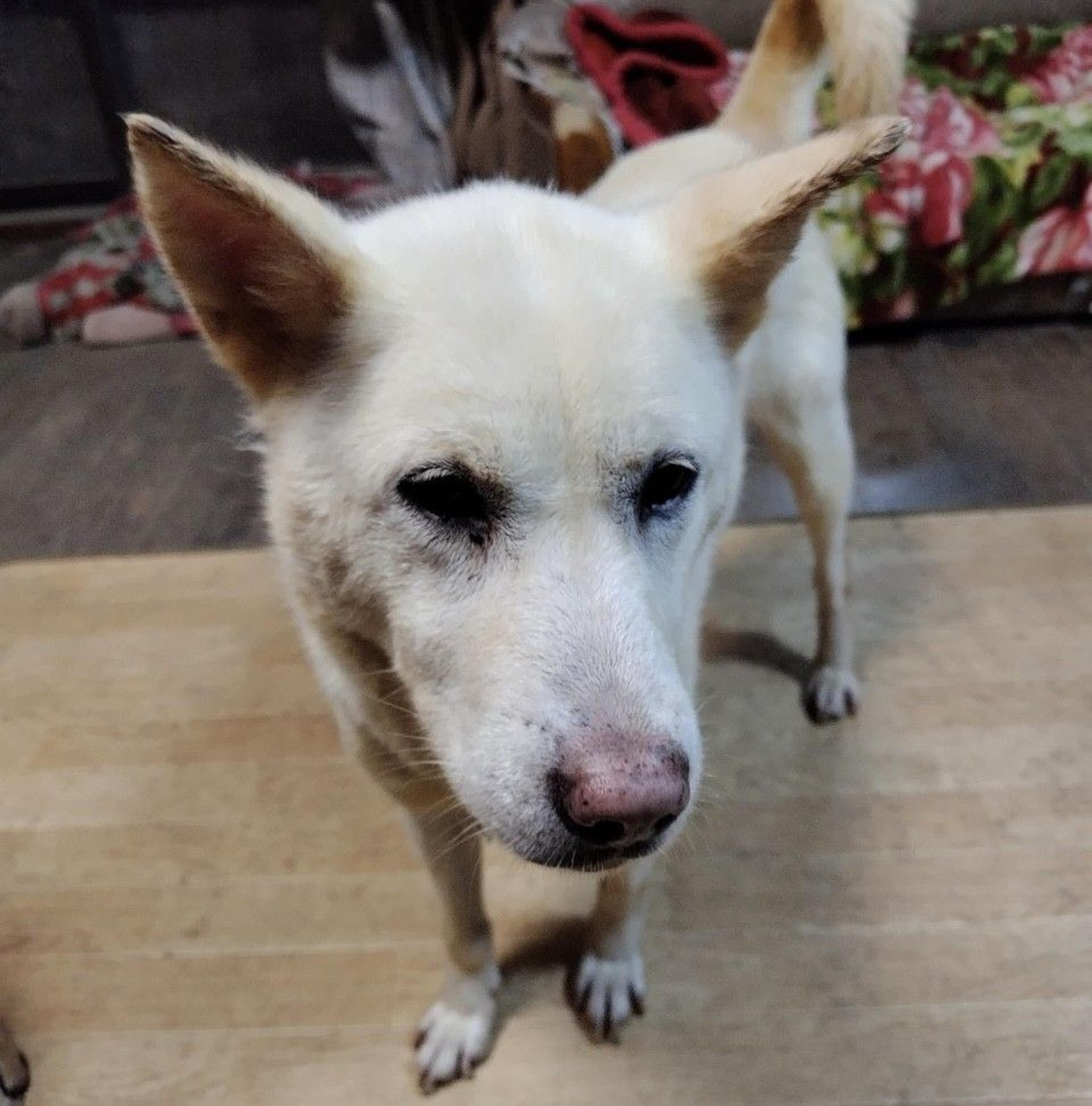 pet-image-4