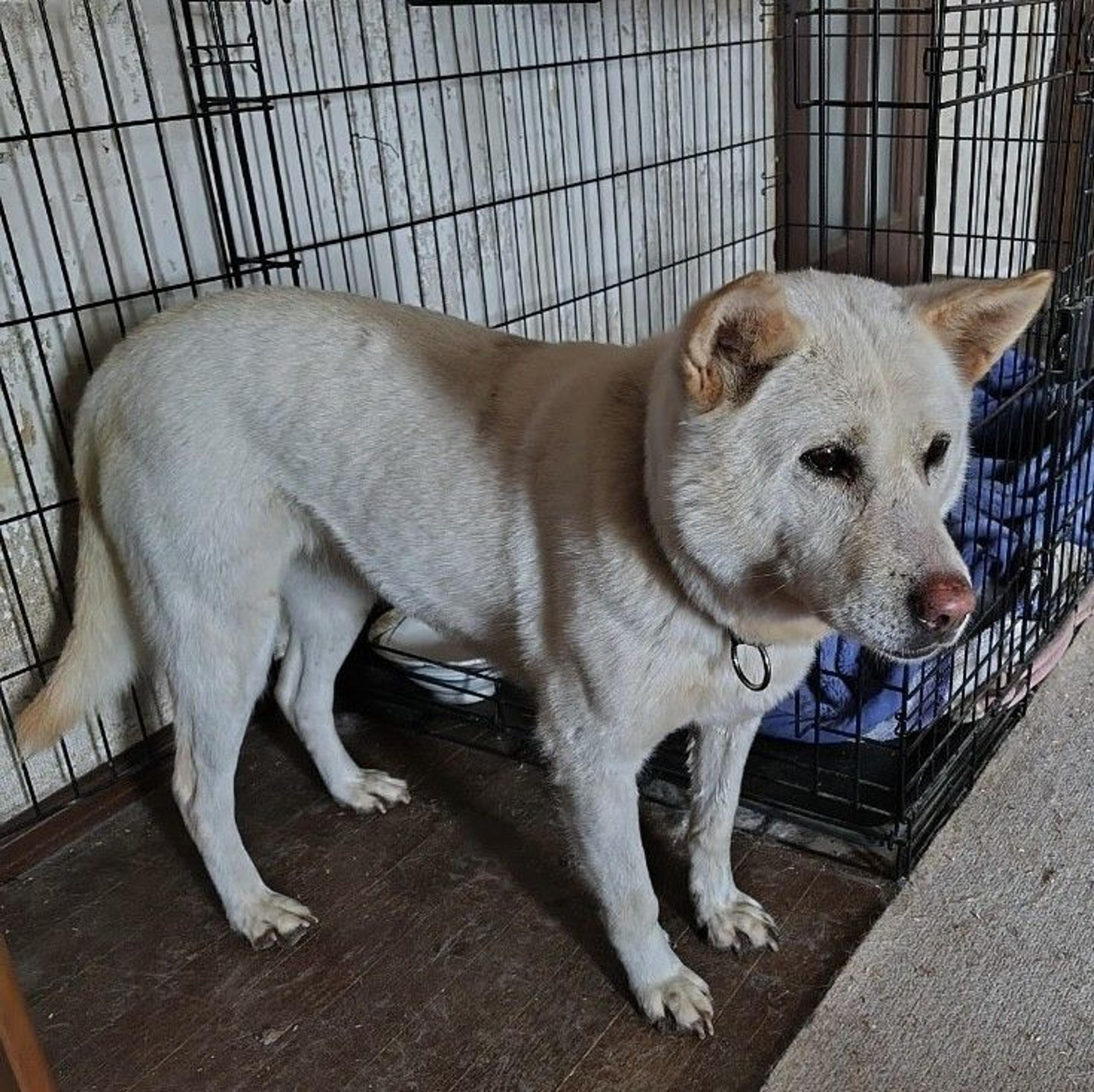 pet-image-5