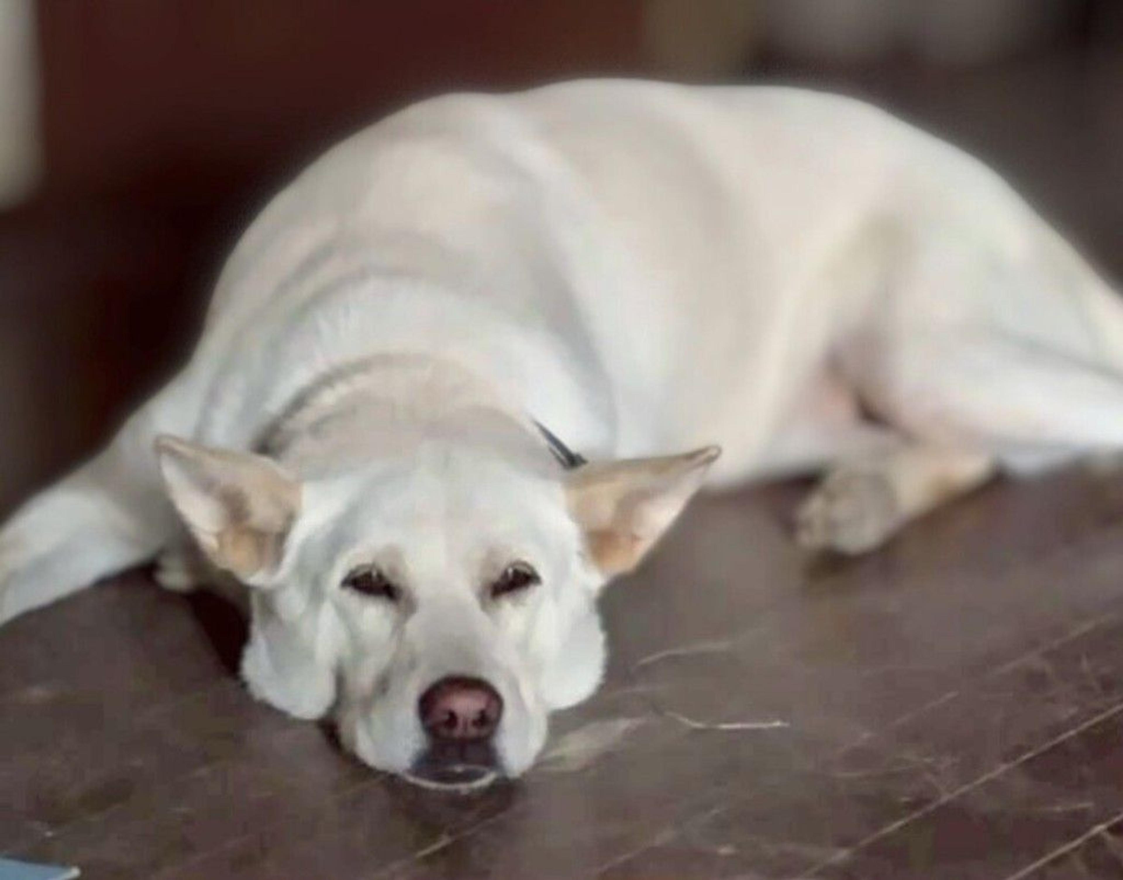 pet-image-6