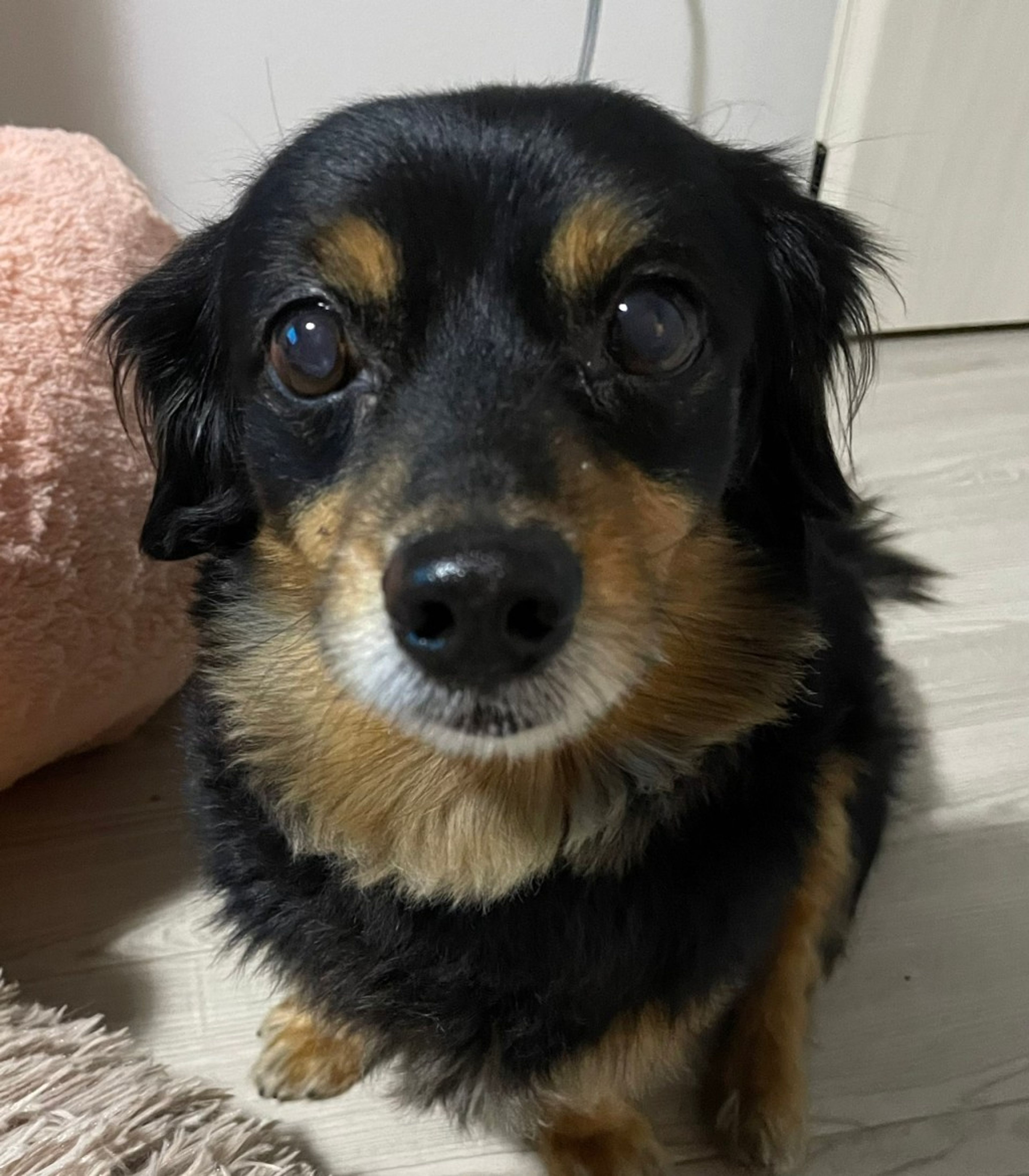 雑種（ミックス犬）・オスの里親募集の写真