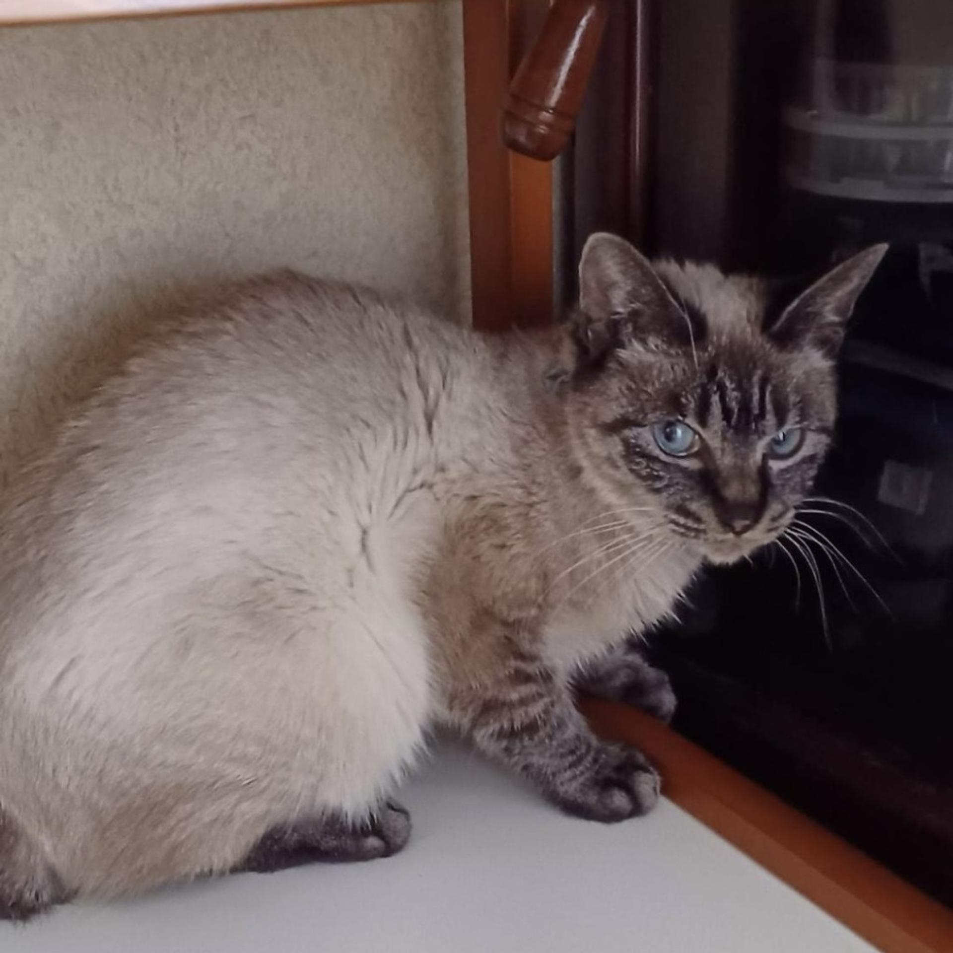 pet-image-2
