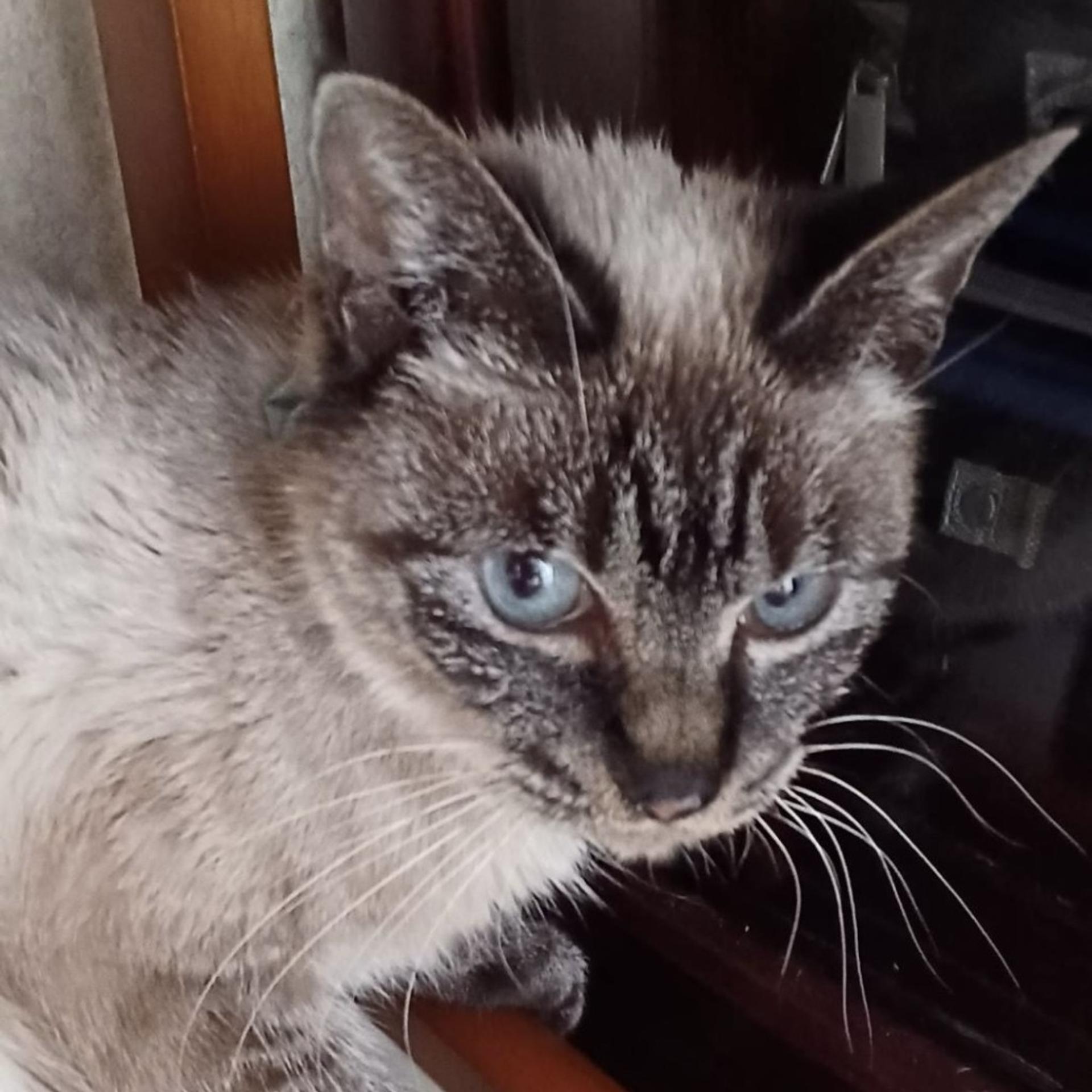 pet-image-3