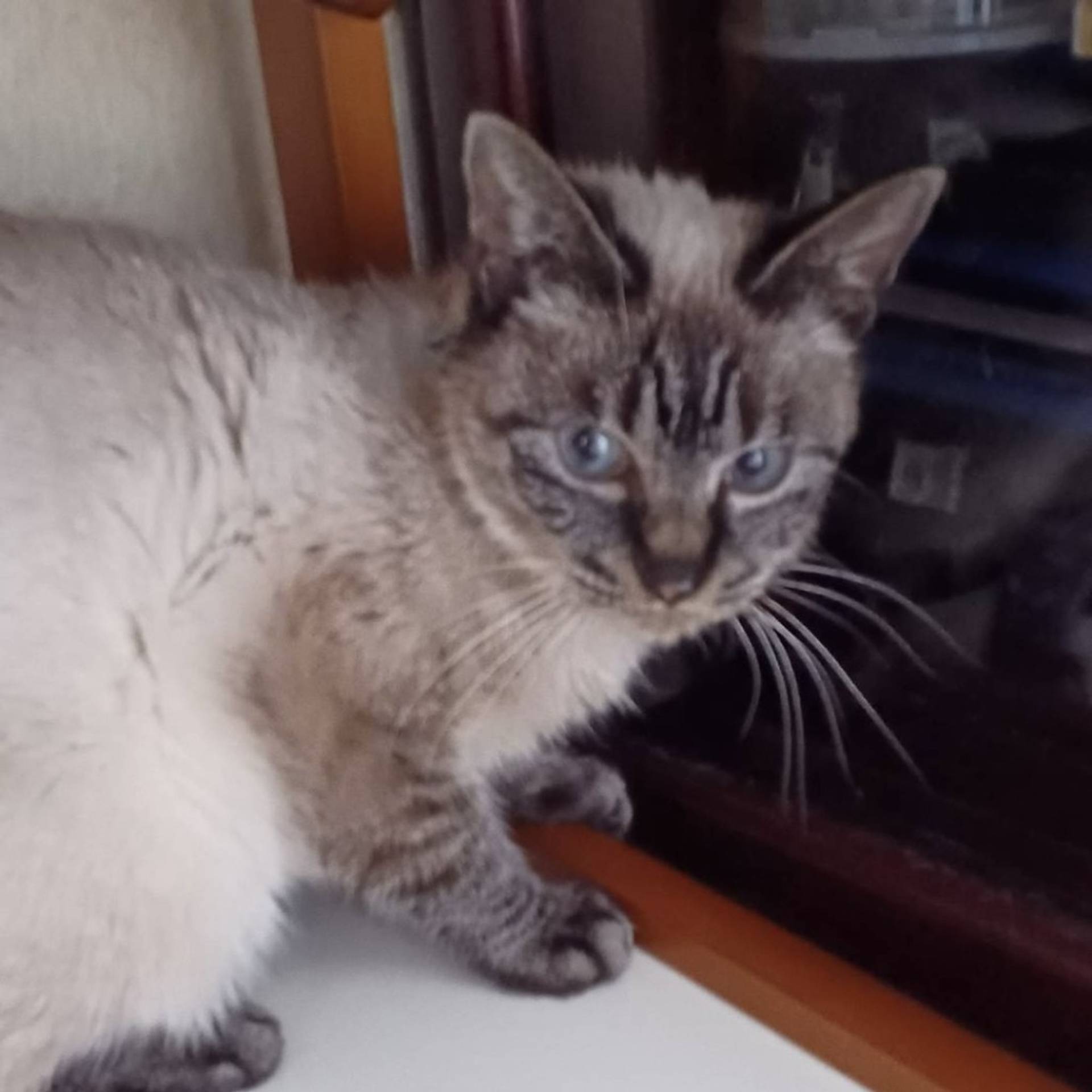 雑種（ミックス猫）・メスの里親募集の写真