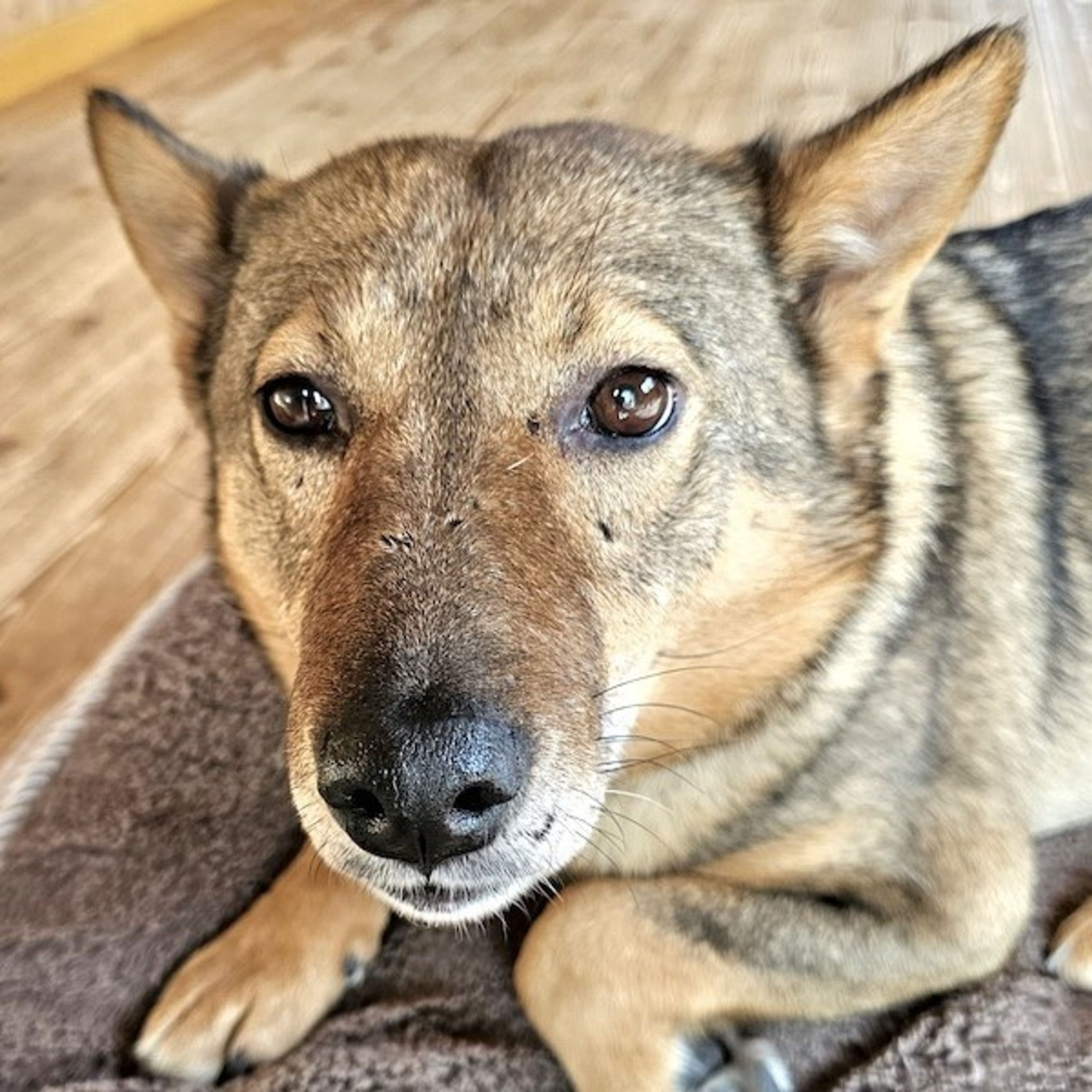 雑種（ミックス犬）・メスの里親募集の写真