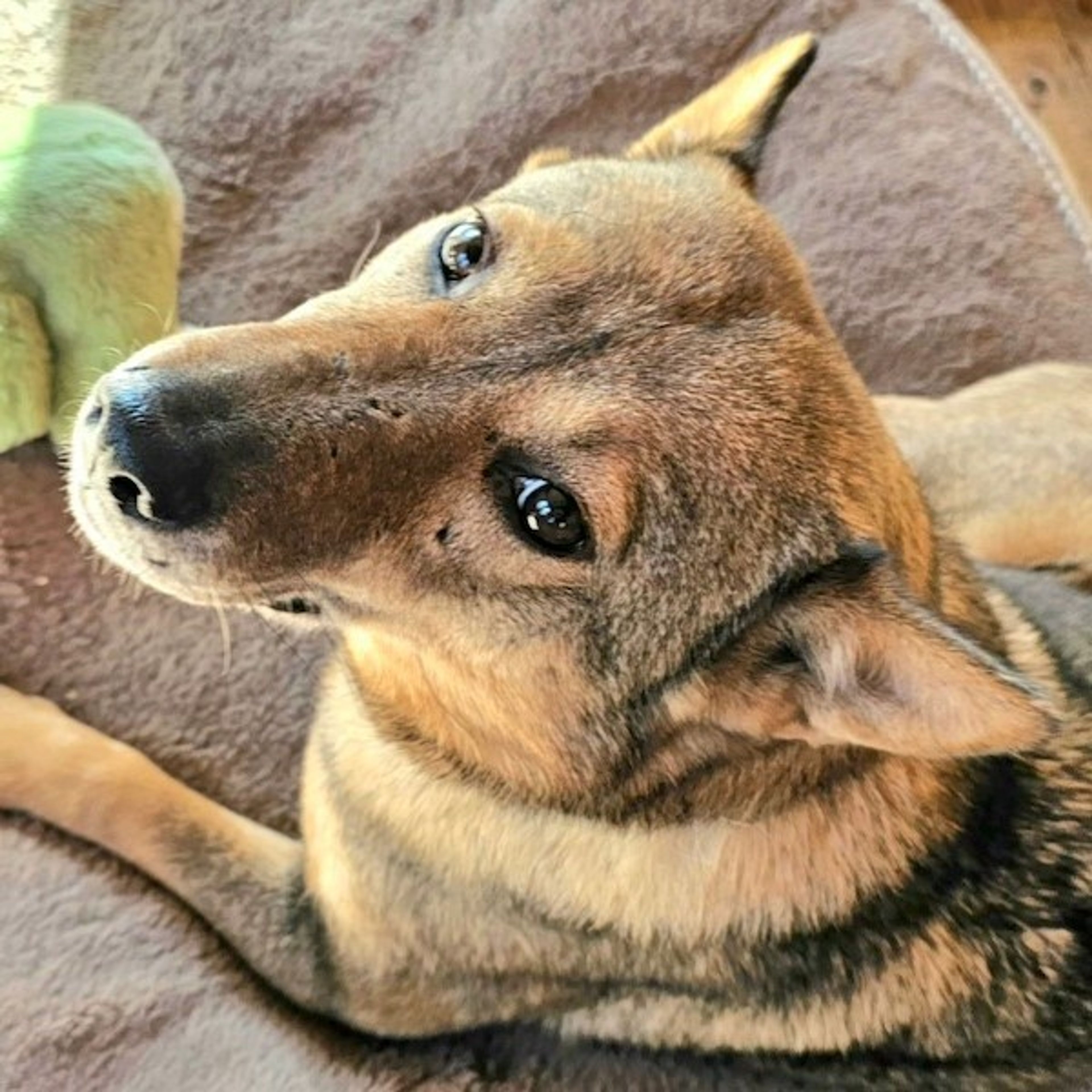 pet-image-2