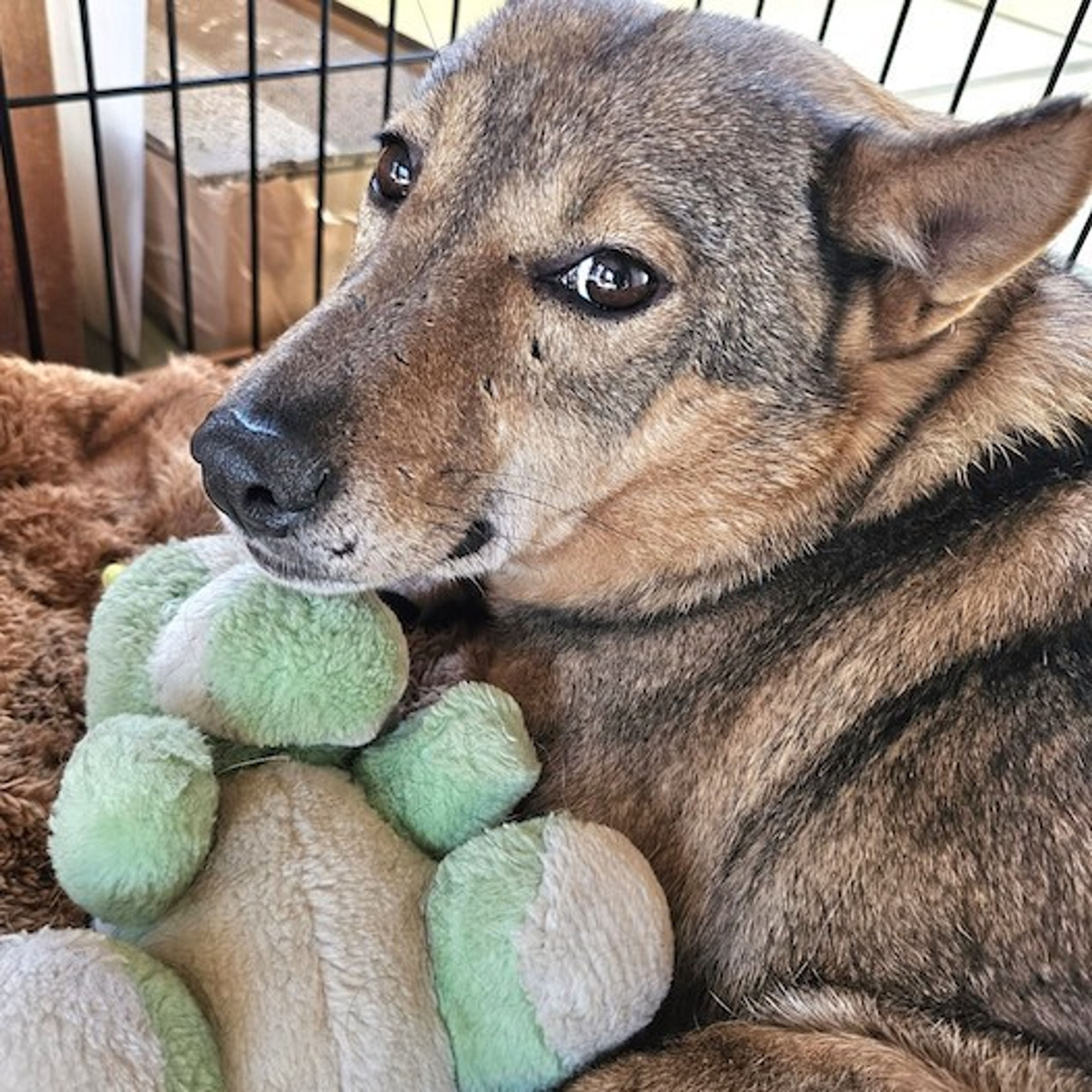 pet-image-3
