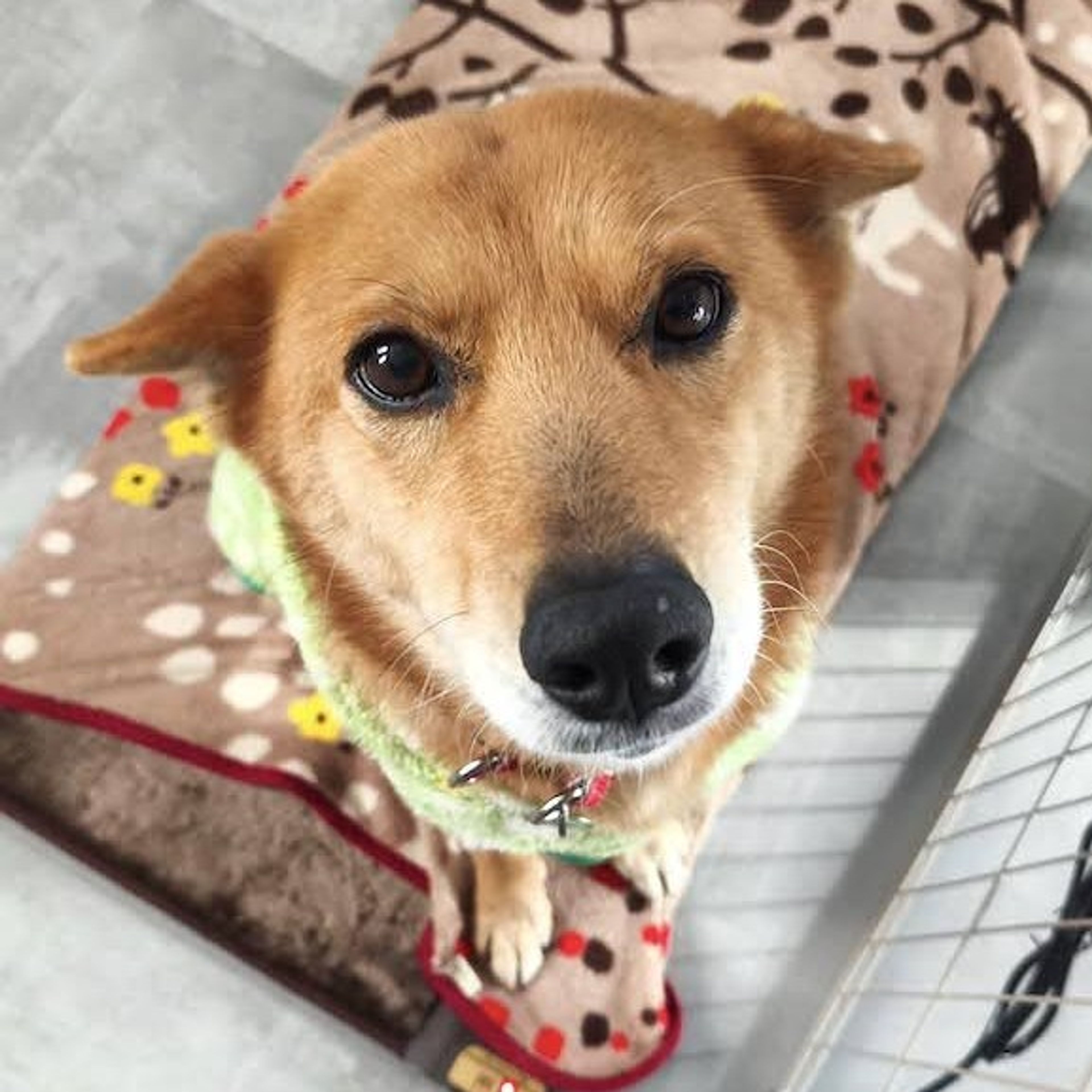 雑種（ミックス犬）・メスの里親募集の写真