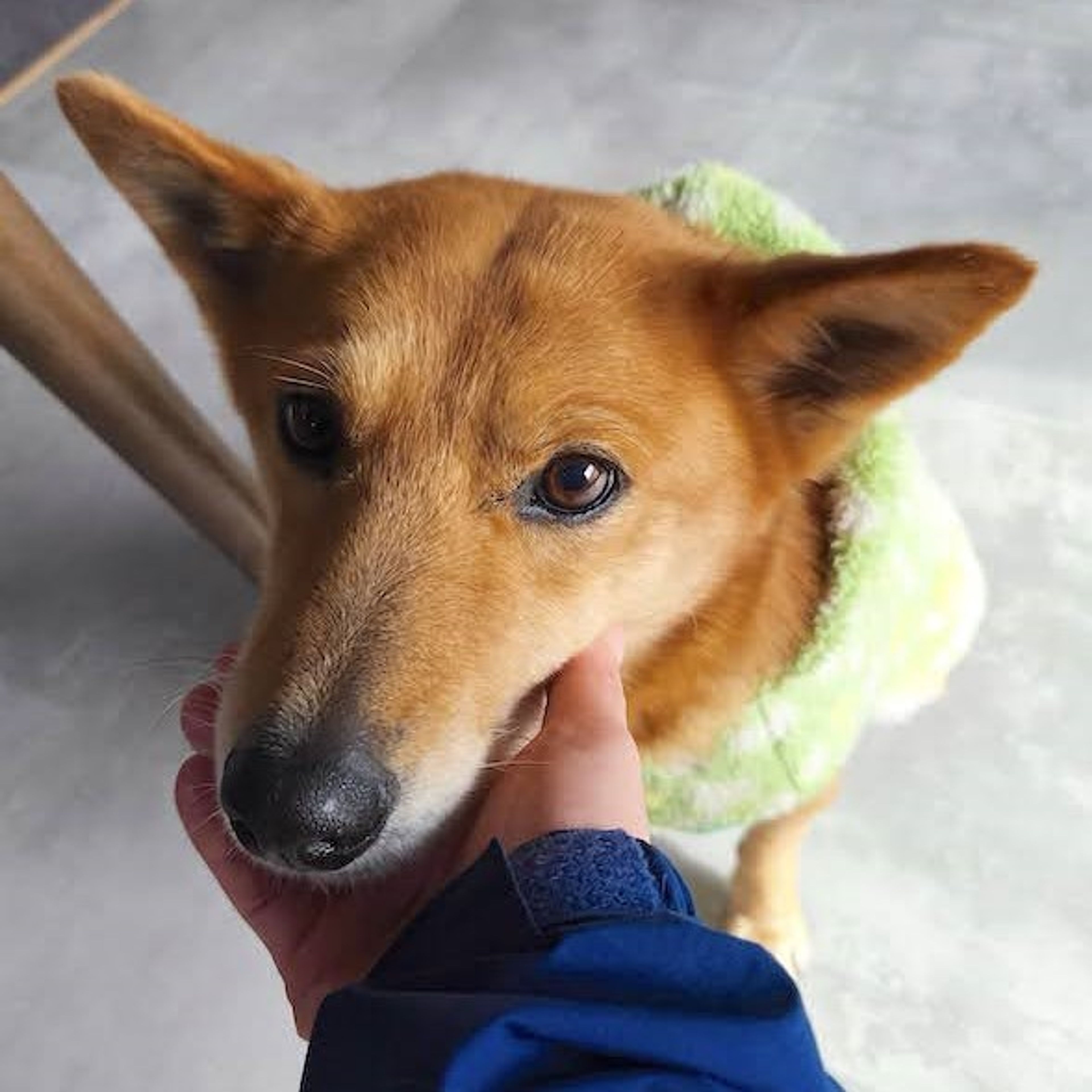 pet-image-3