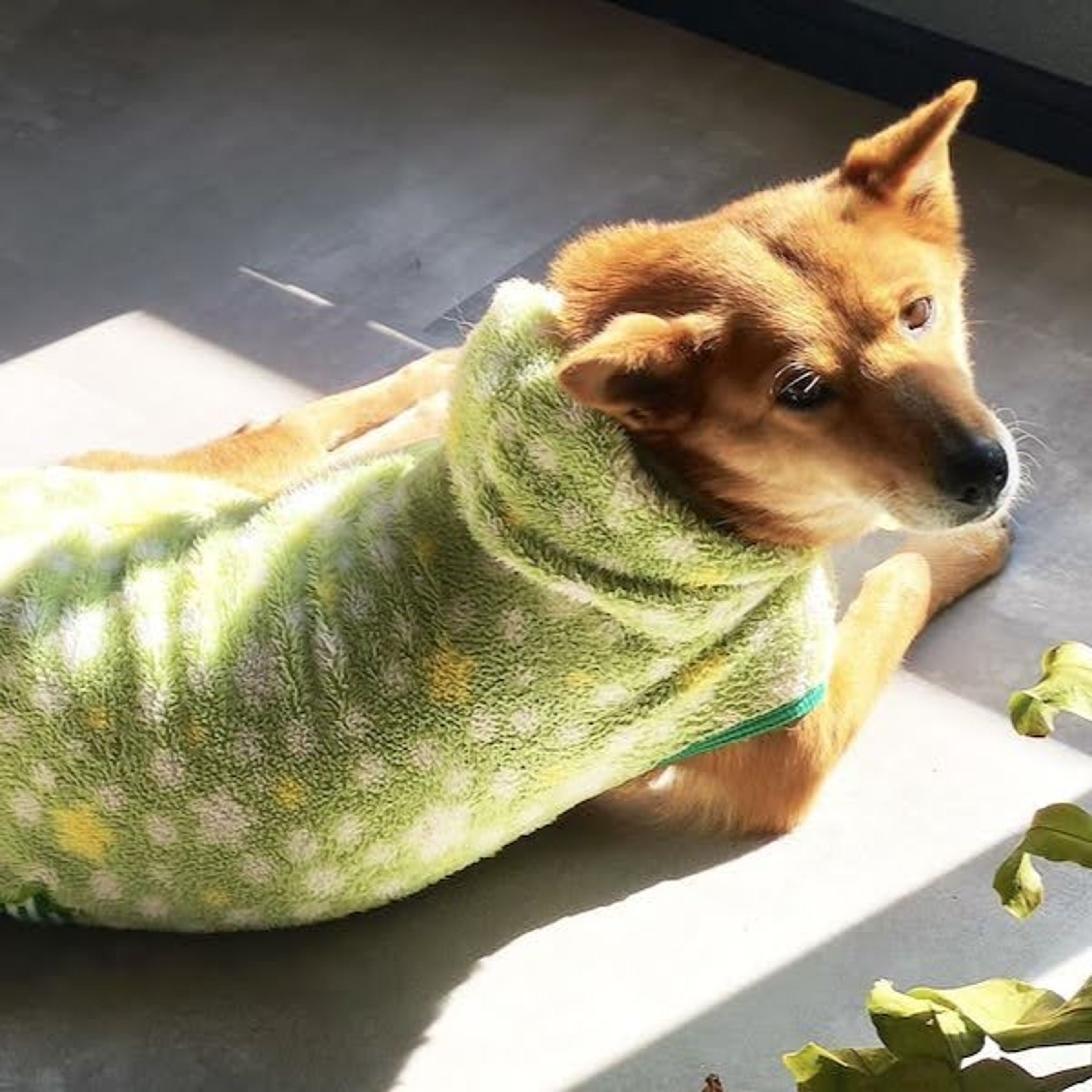 pet-image-4