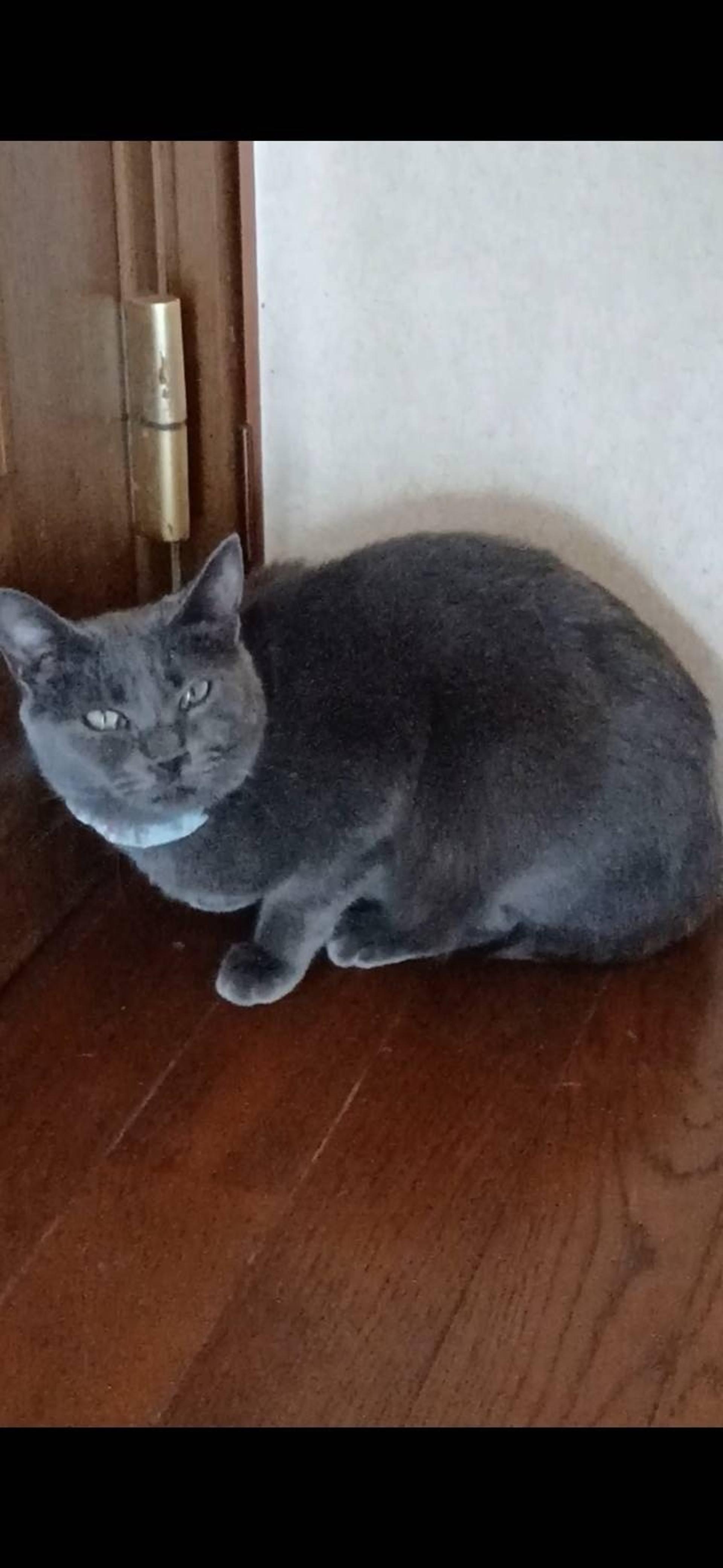 pet-image-2