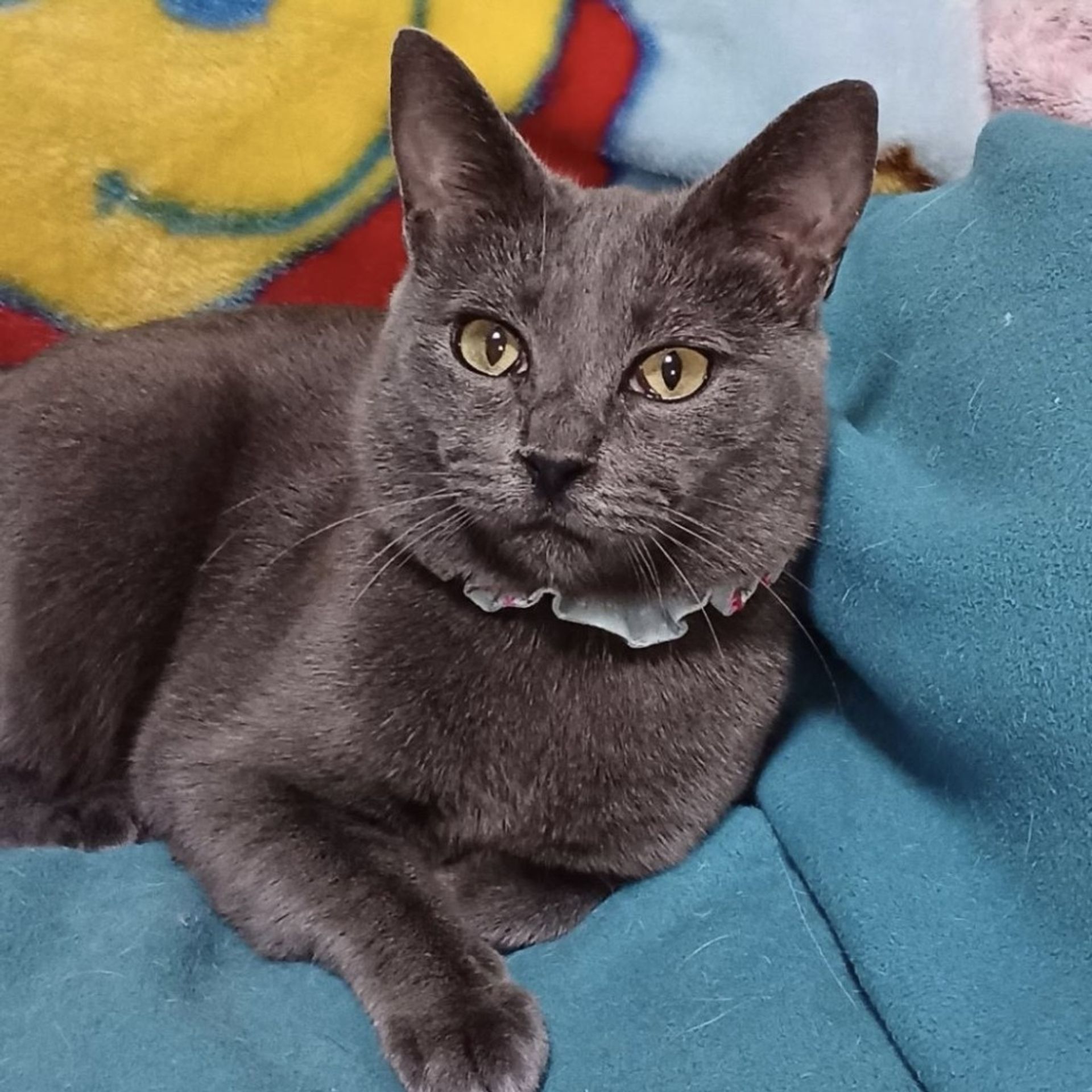 雑種（ミックス猫）・メスの里親募集の写真