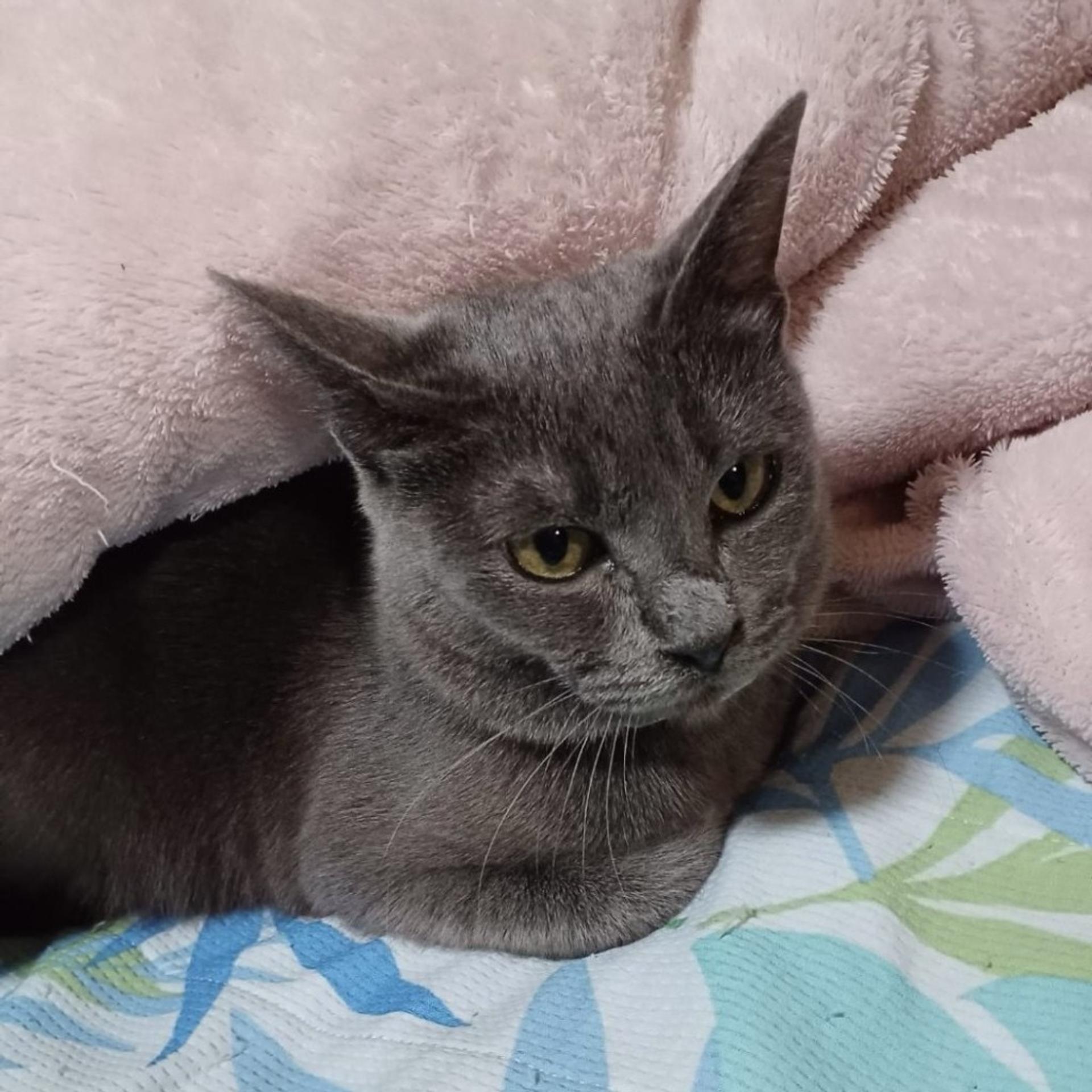pet-image-3