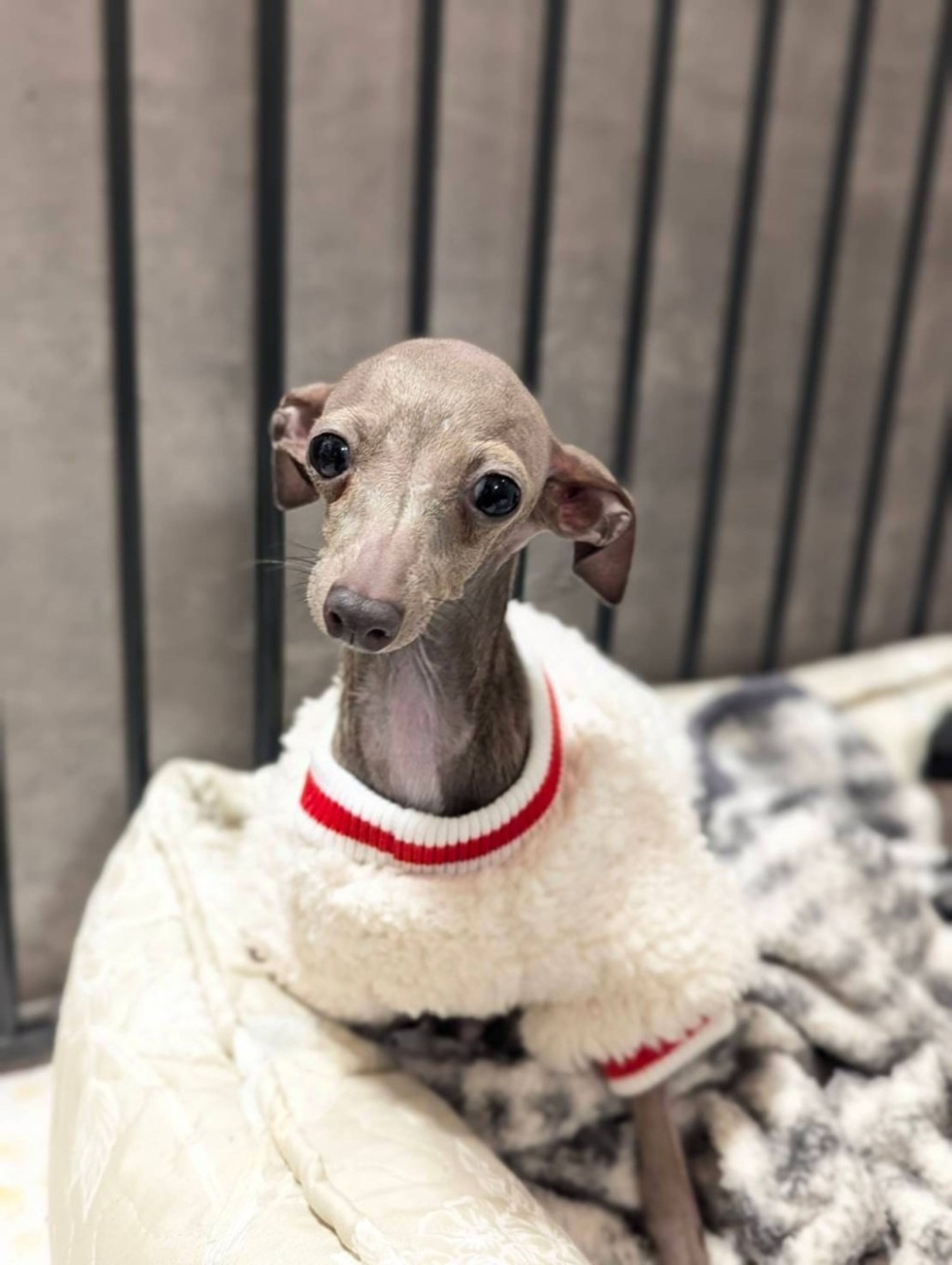 pet-image-2