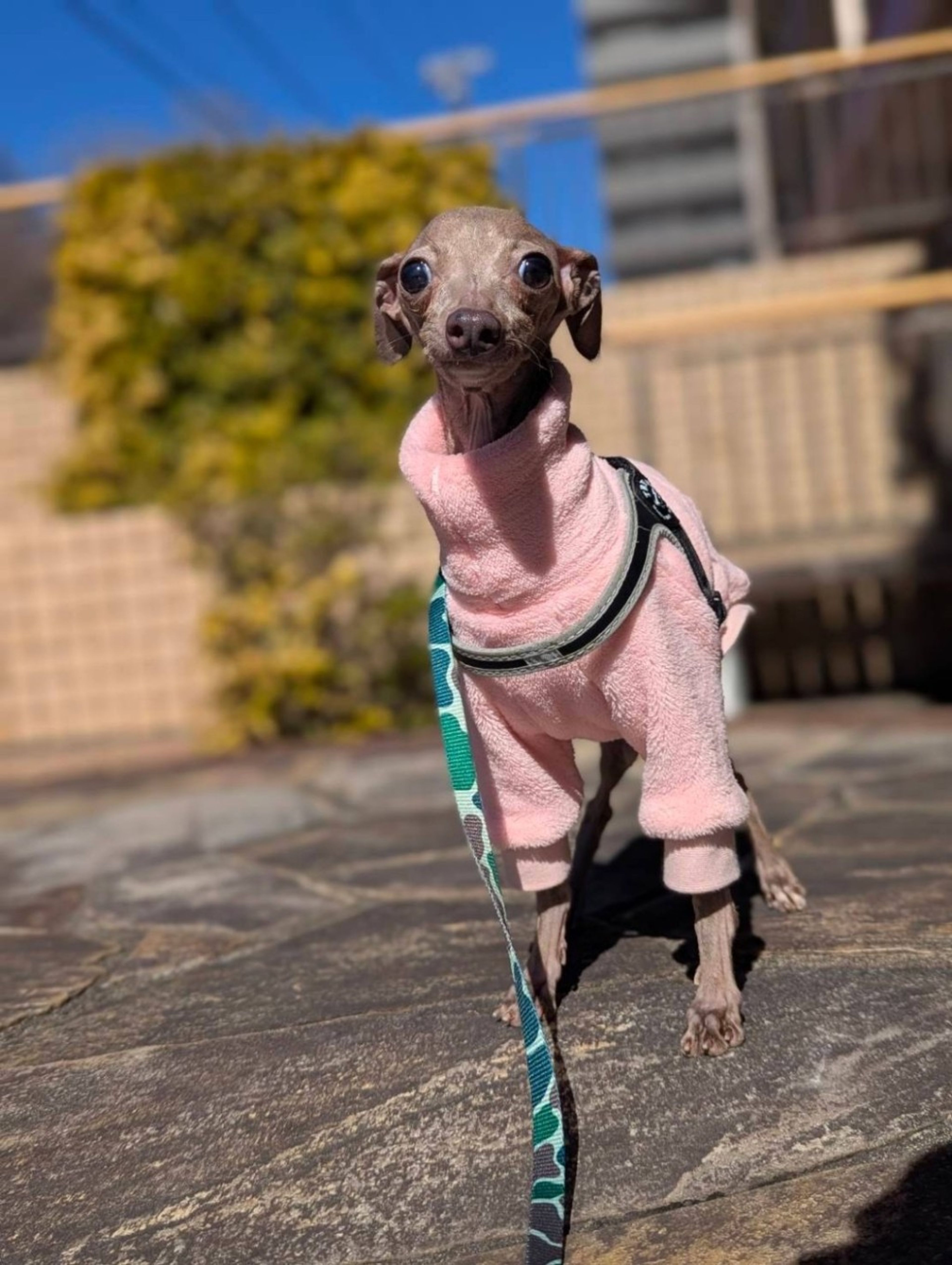 pet-image-3
