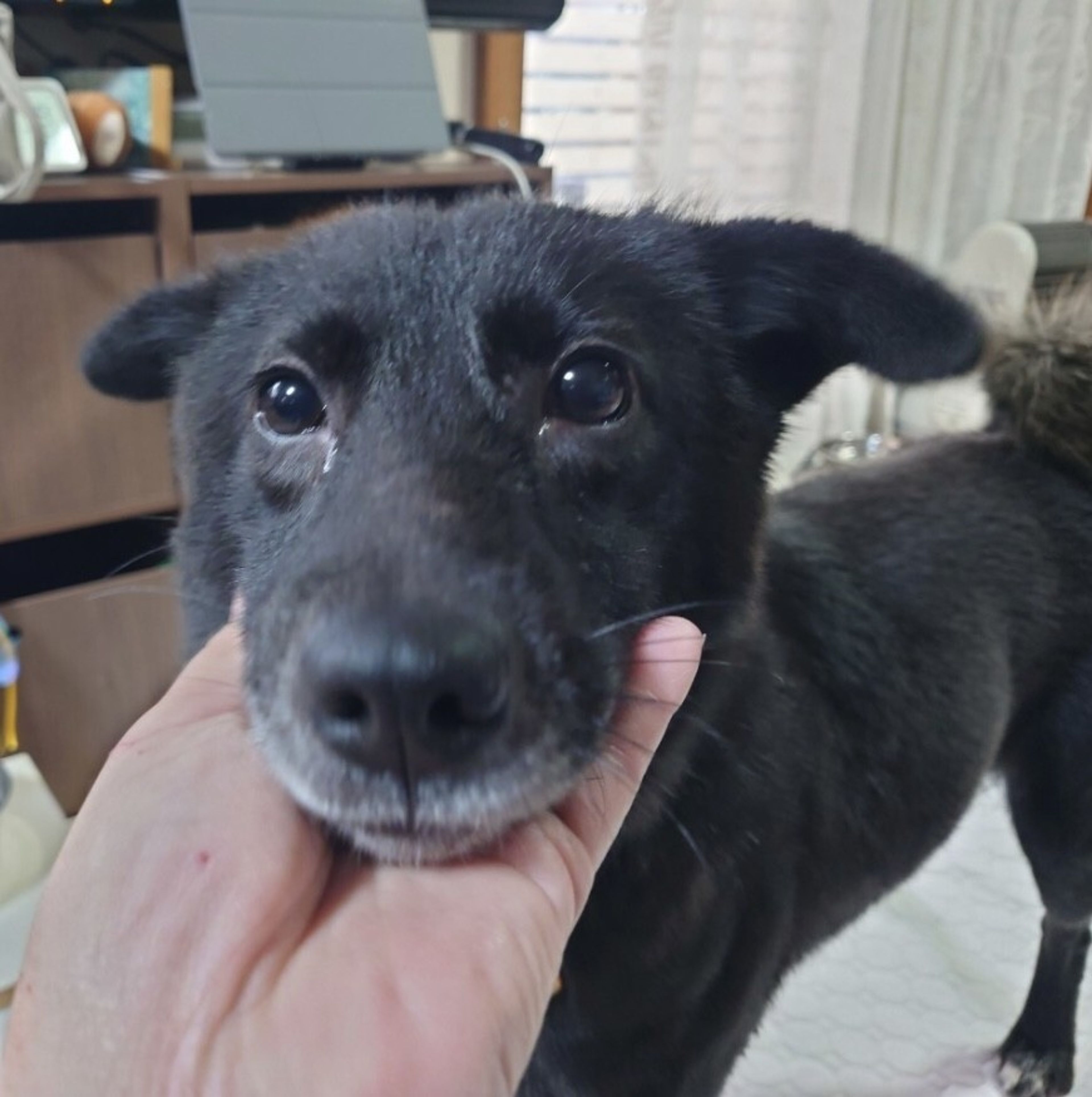 pet-image-3