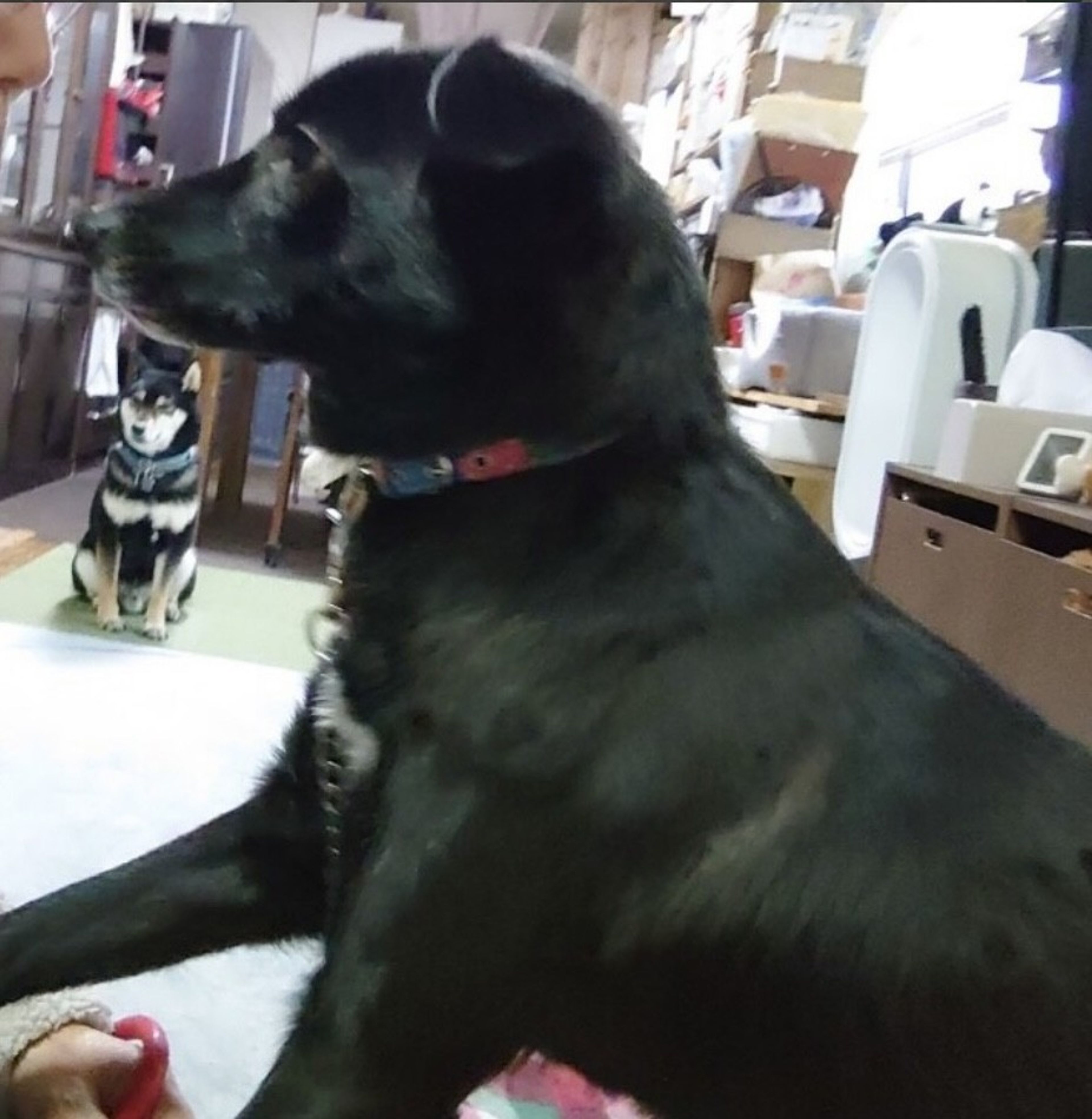 pet-image-4