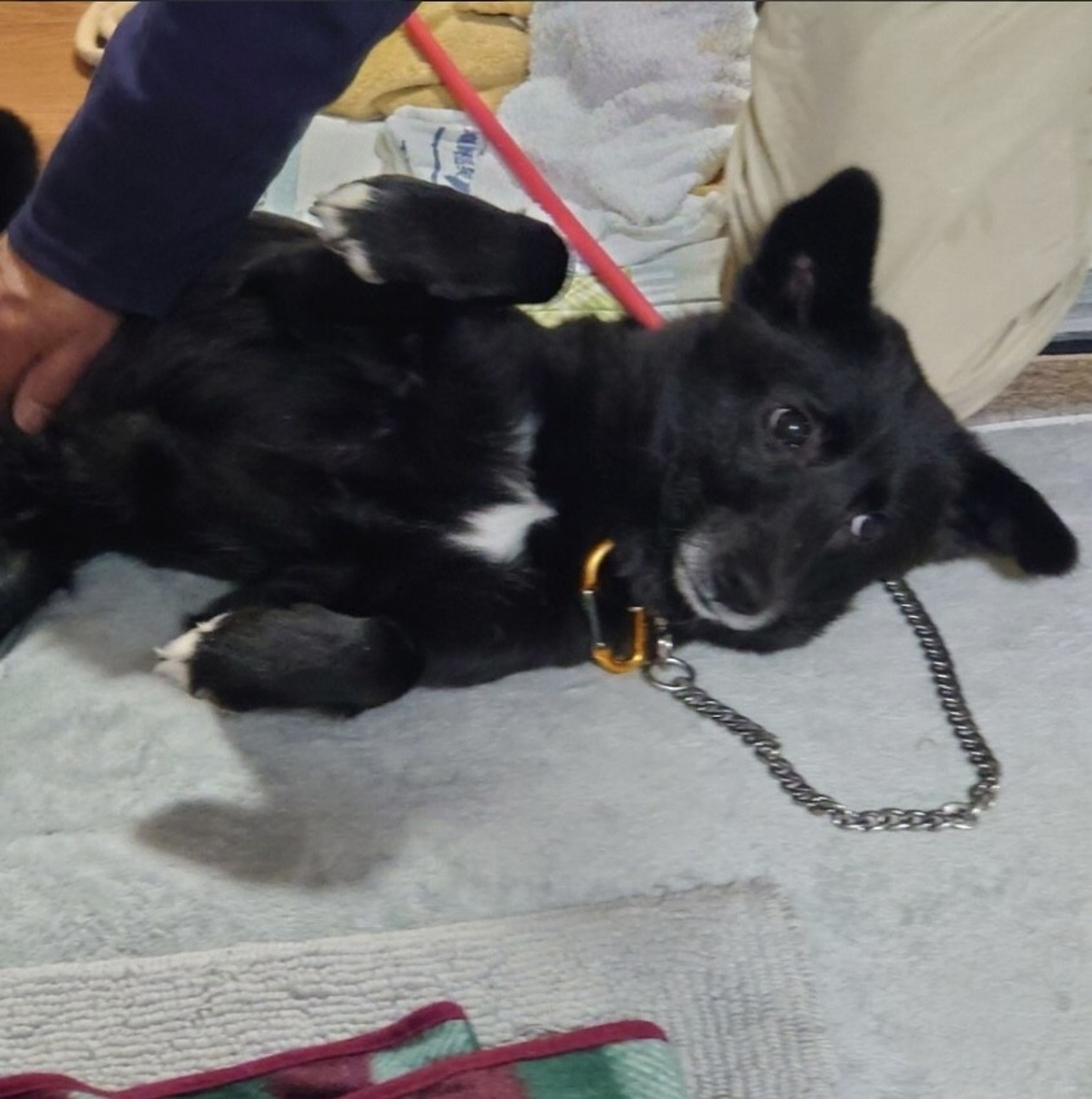 pet-image-5
