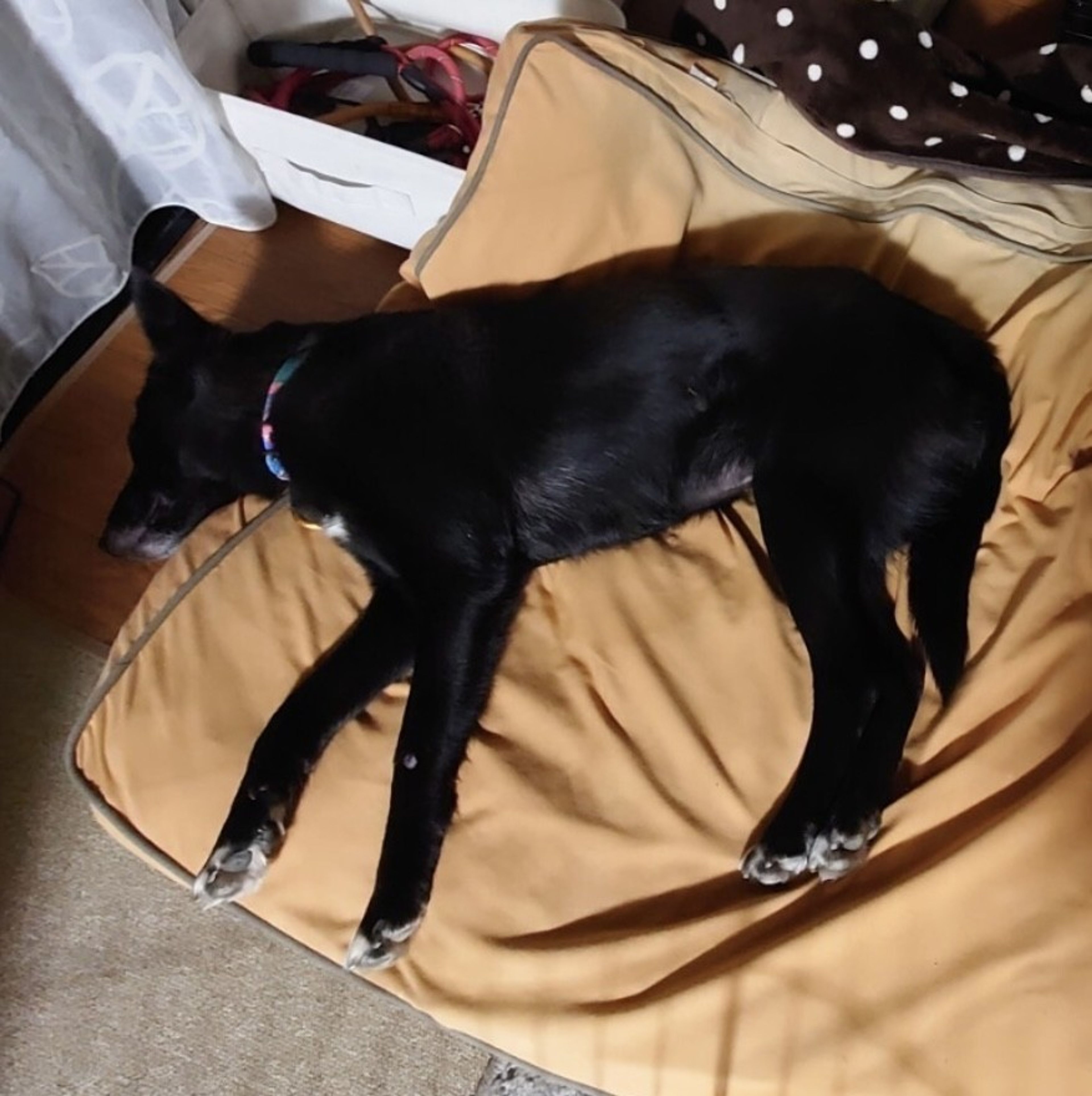 pet-image-7