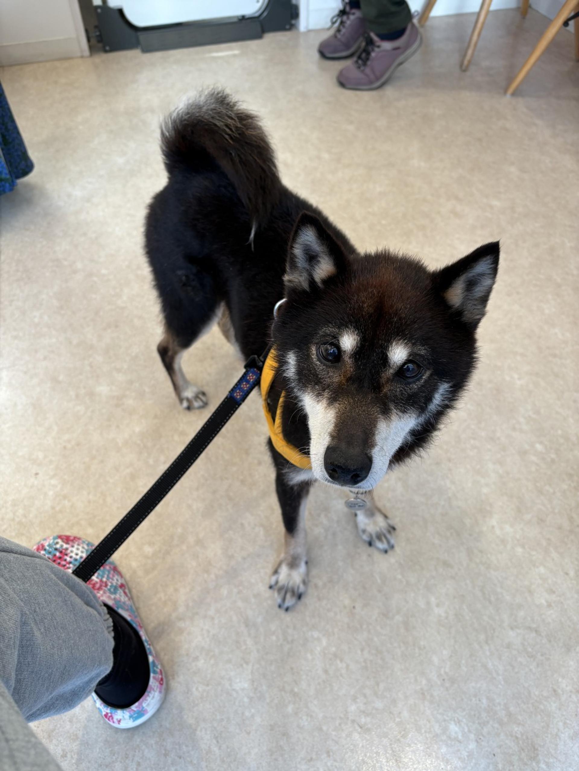 pet-image-2