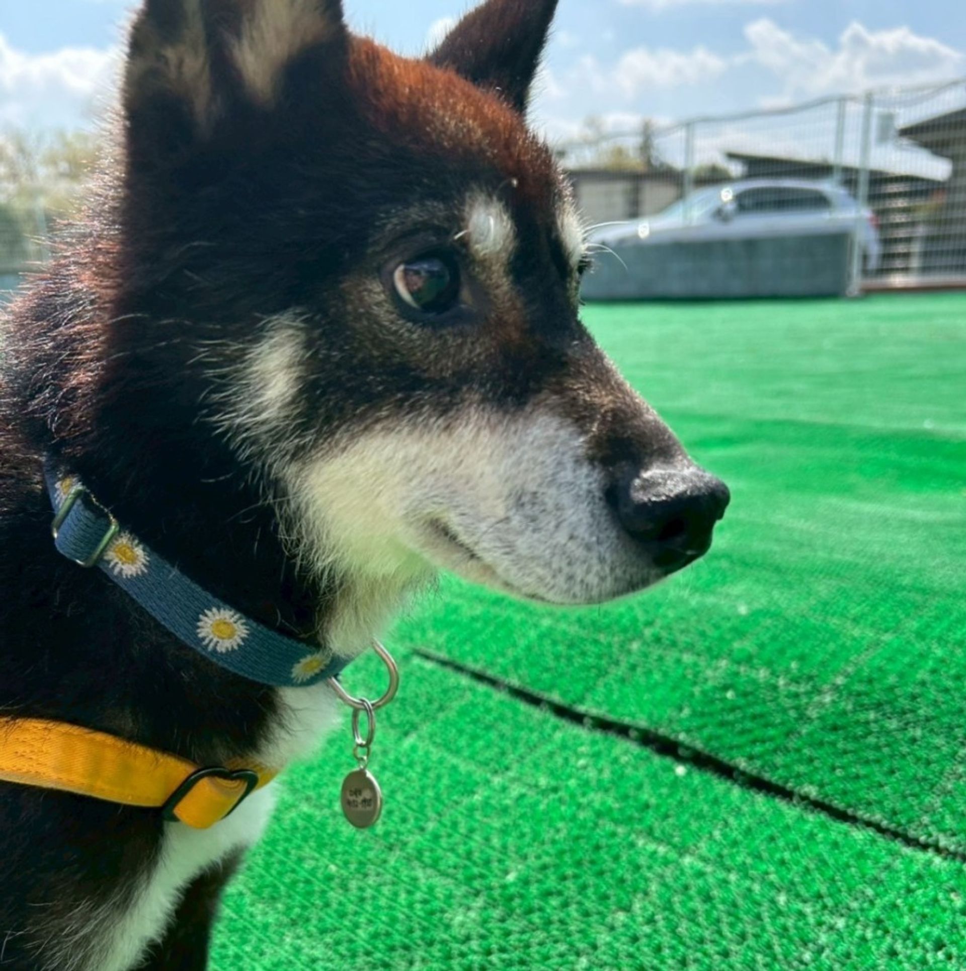 柴犬・オスの里親募集の写真