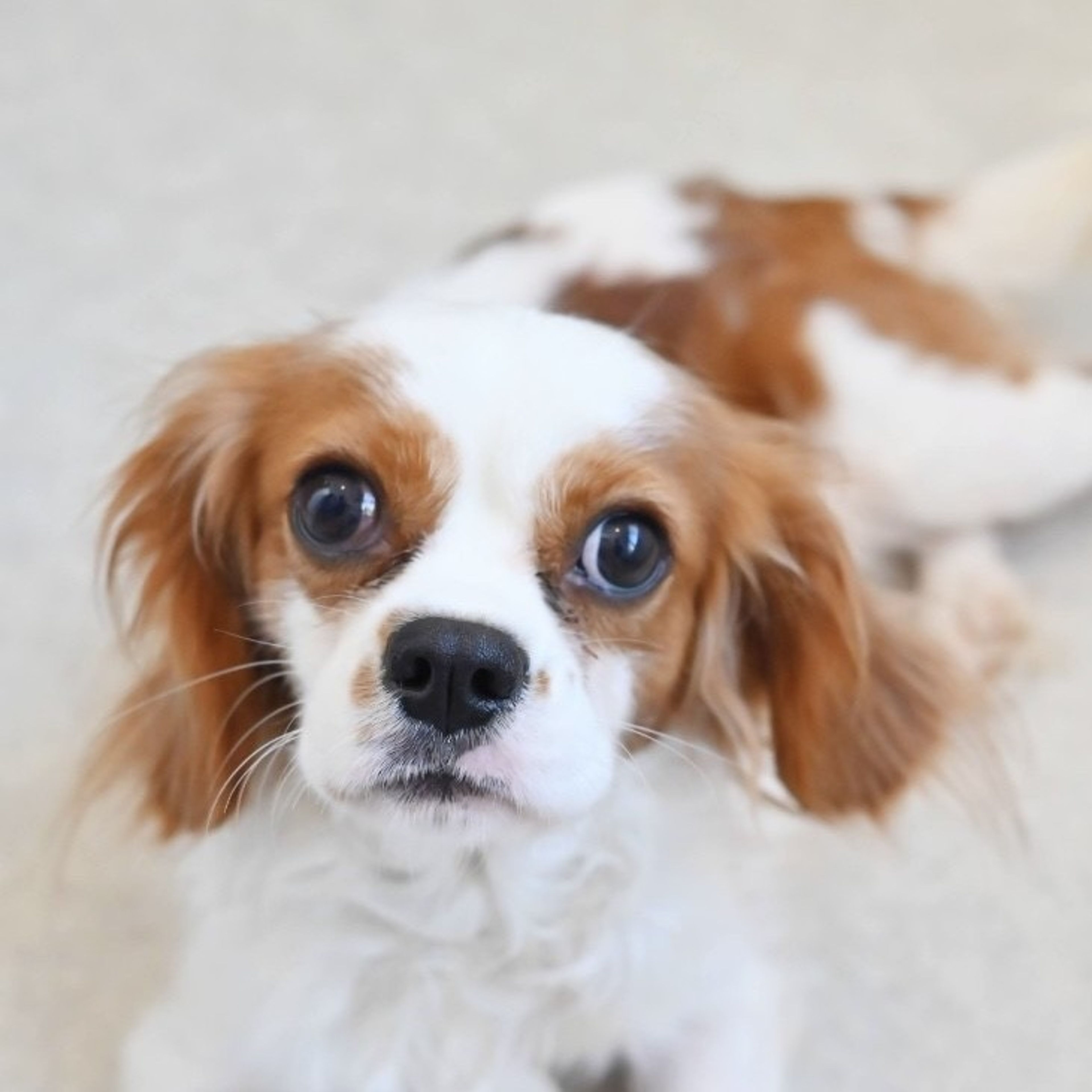 pet-image-3