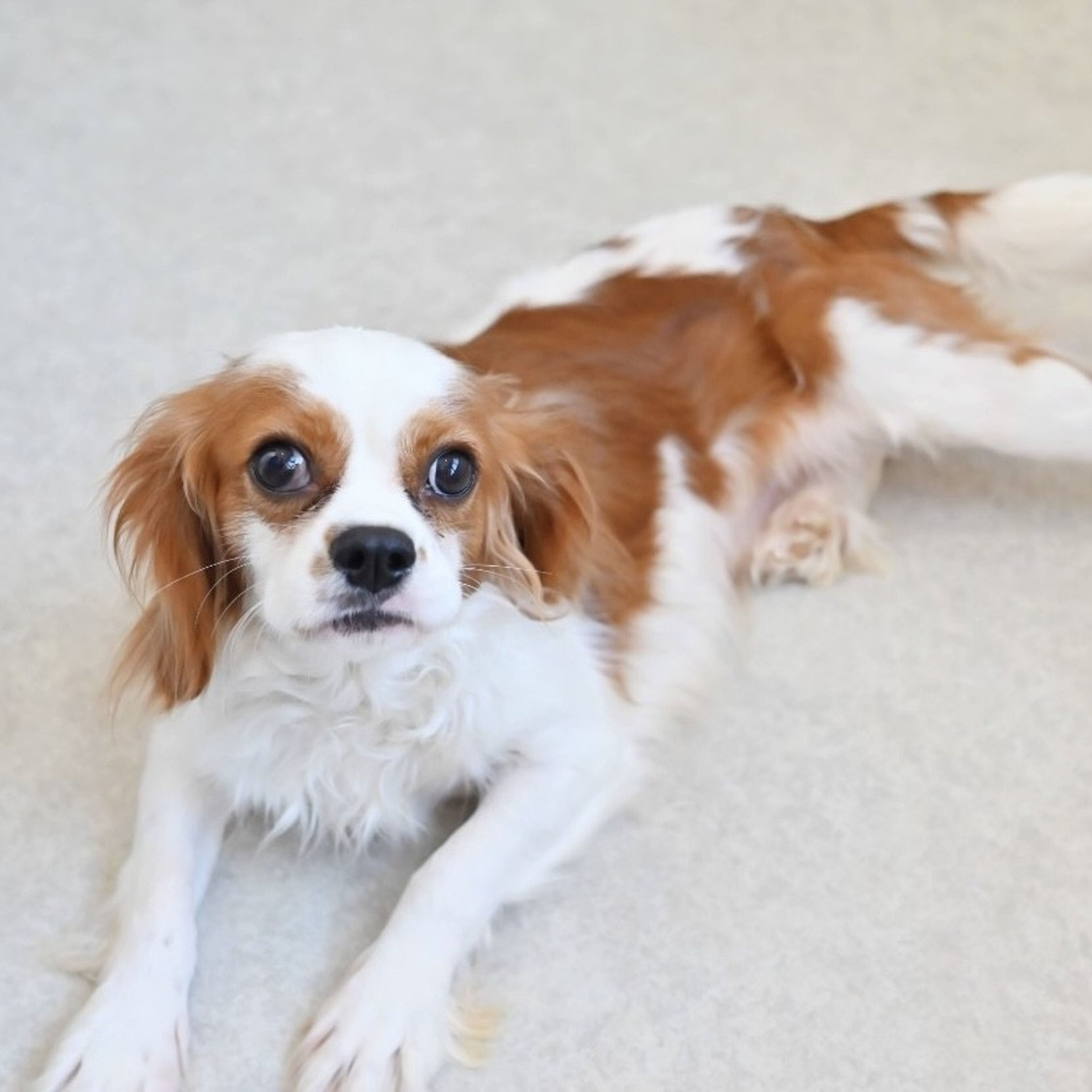 pet-image-4
