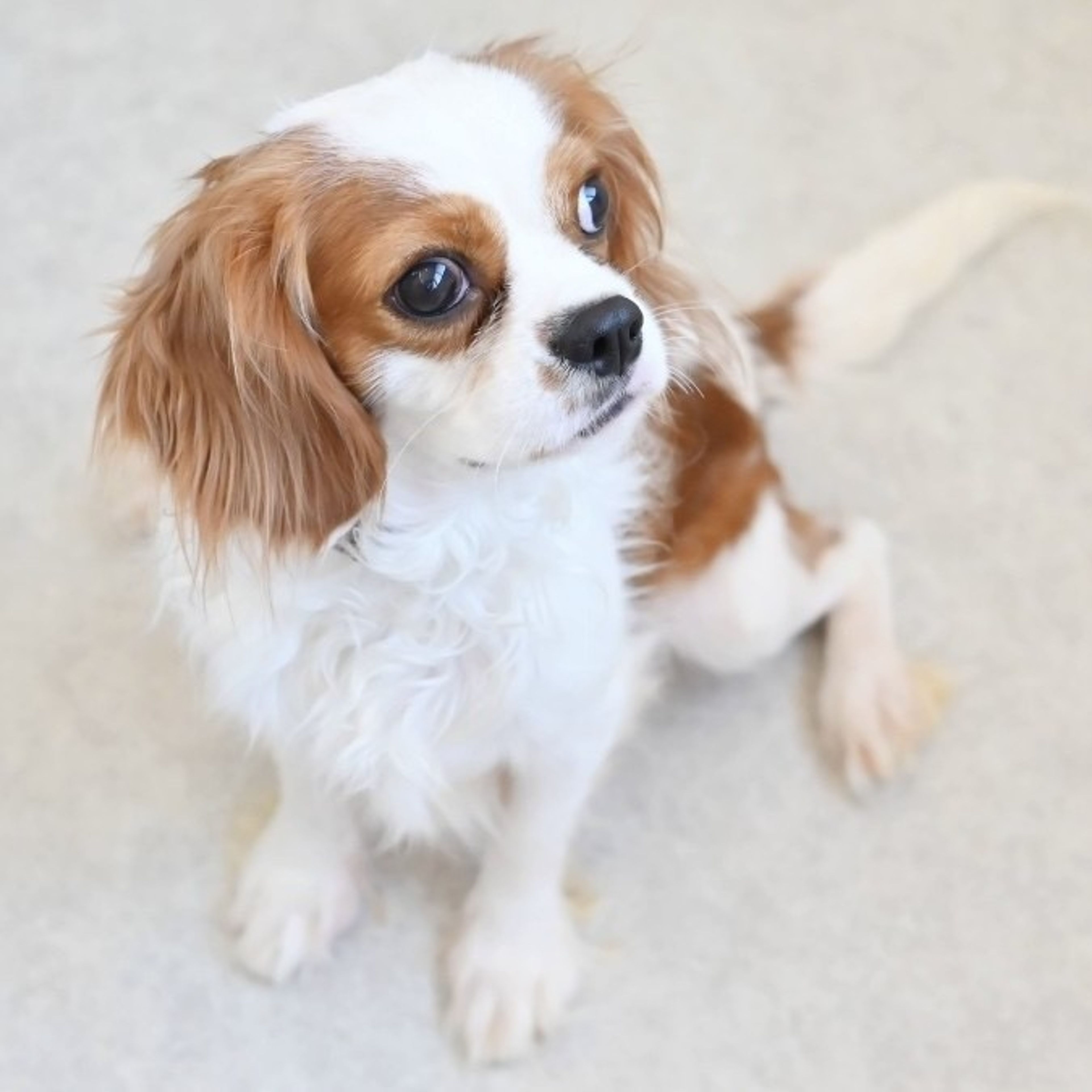 pet-image-5