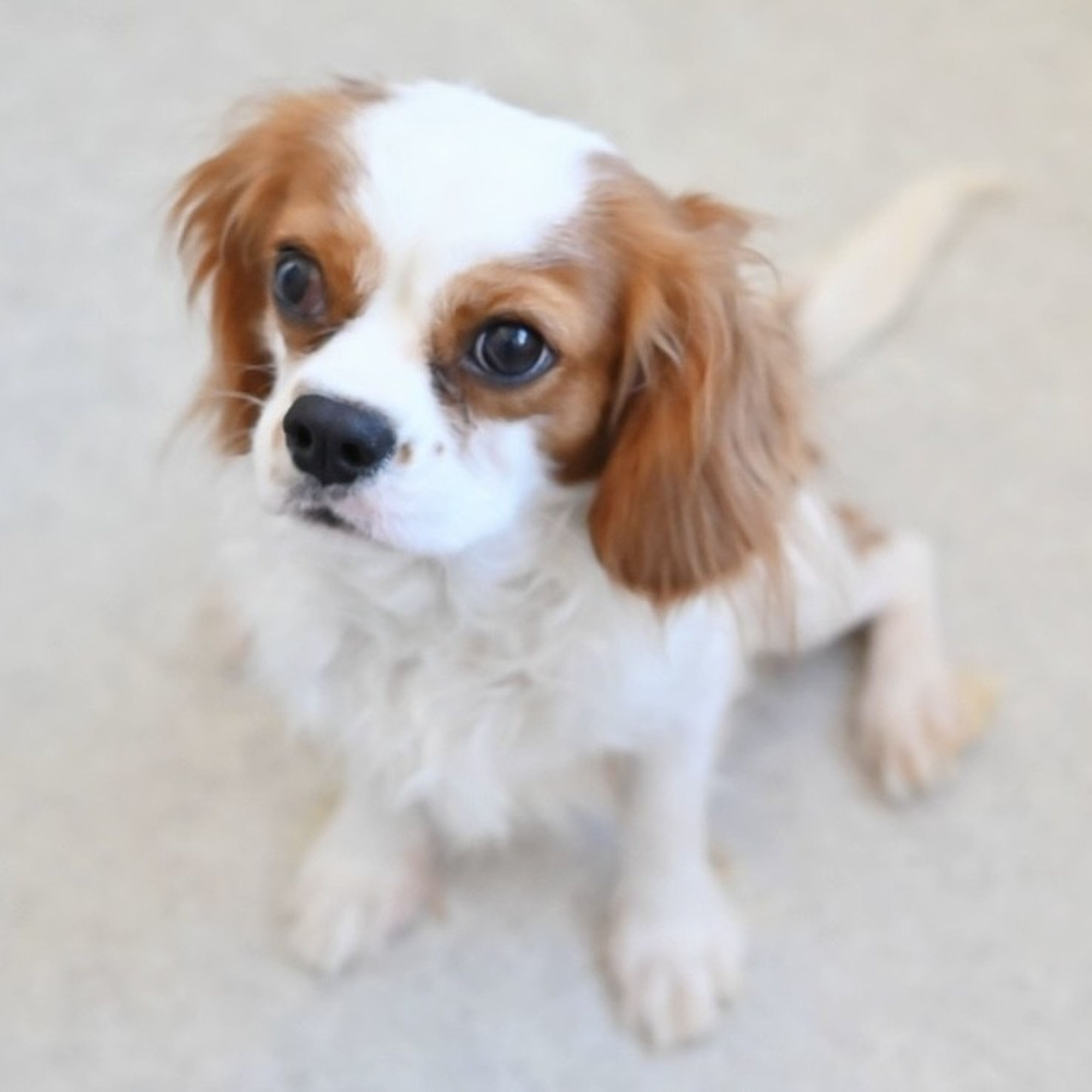 pet-image-6
