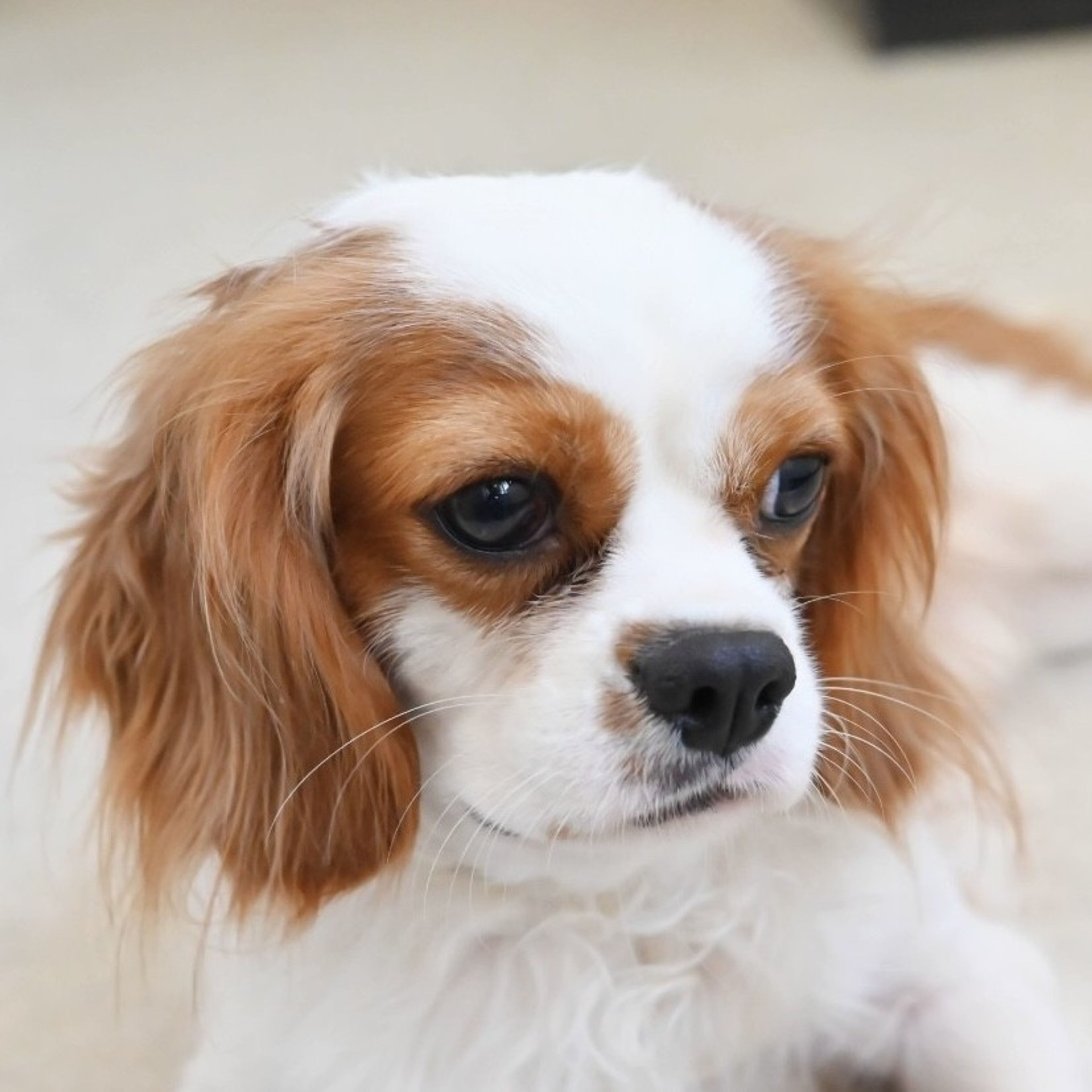 pet-image-7