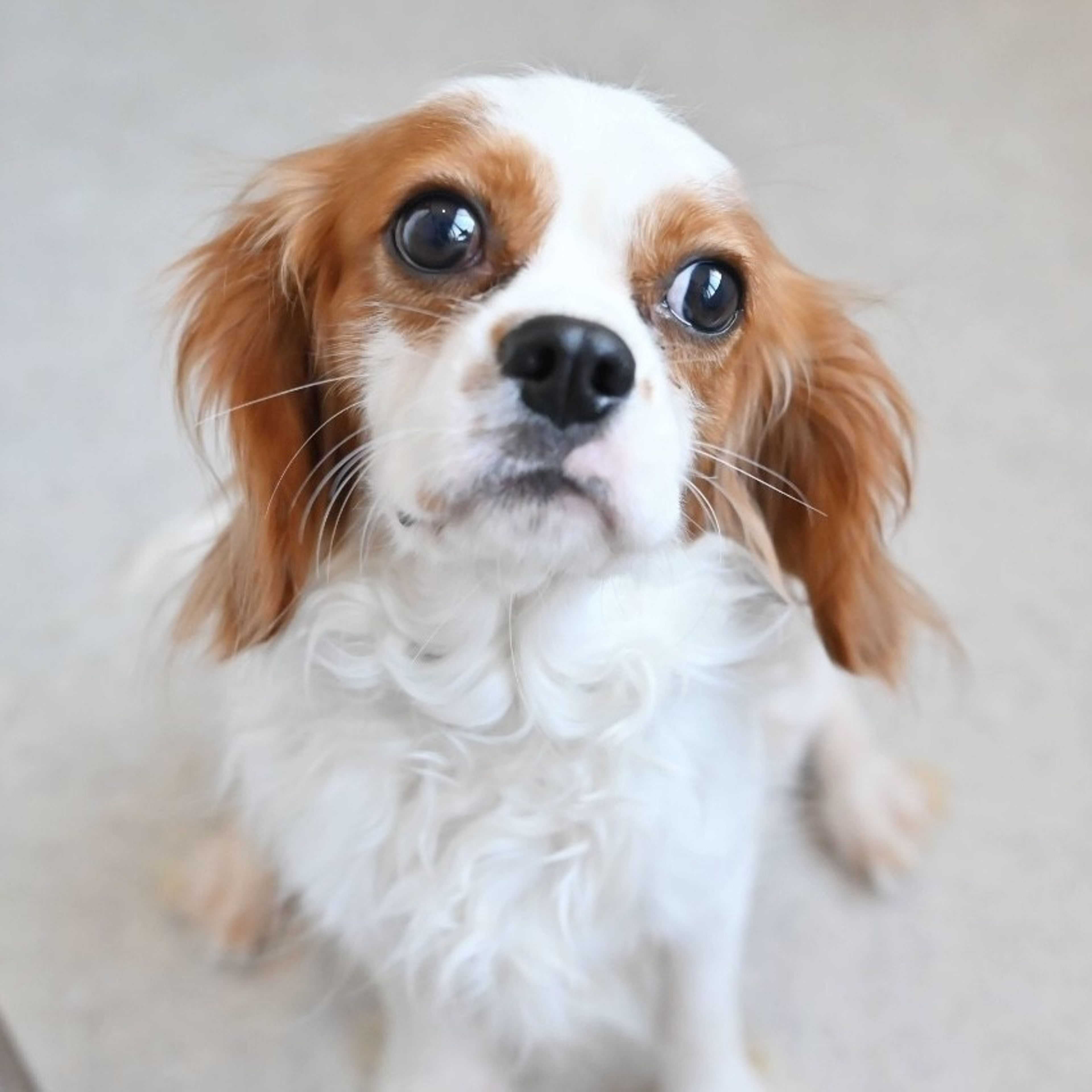 pet-image-8