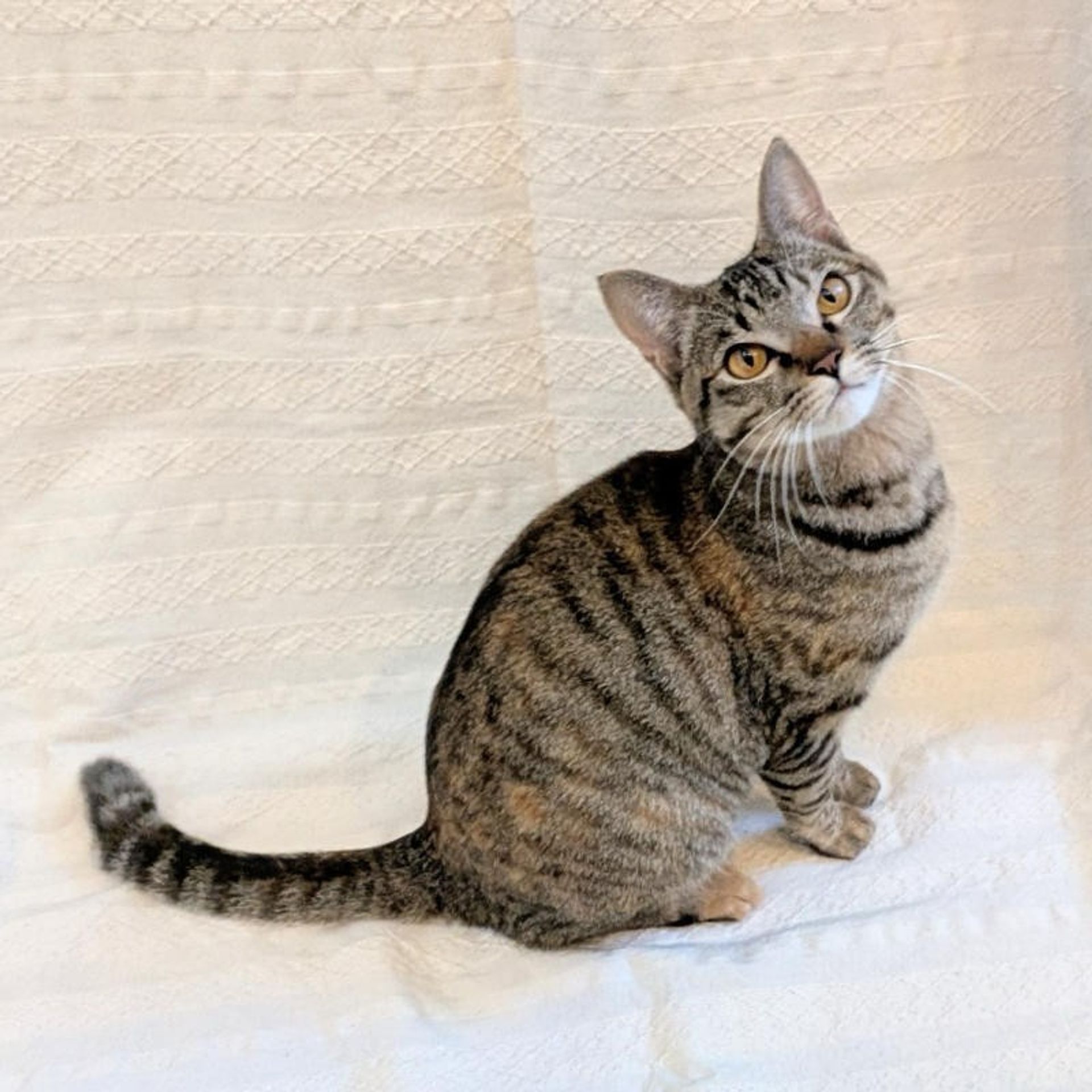 雑種（ミックス猫）・メスの里親募集の写真