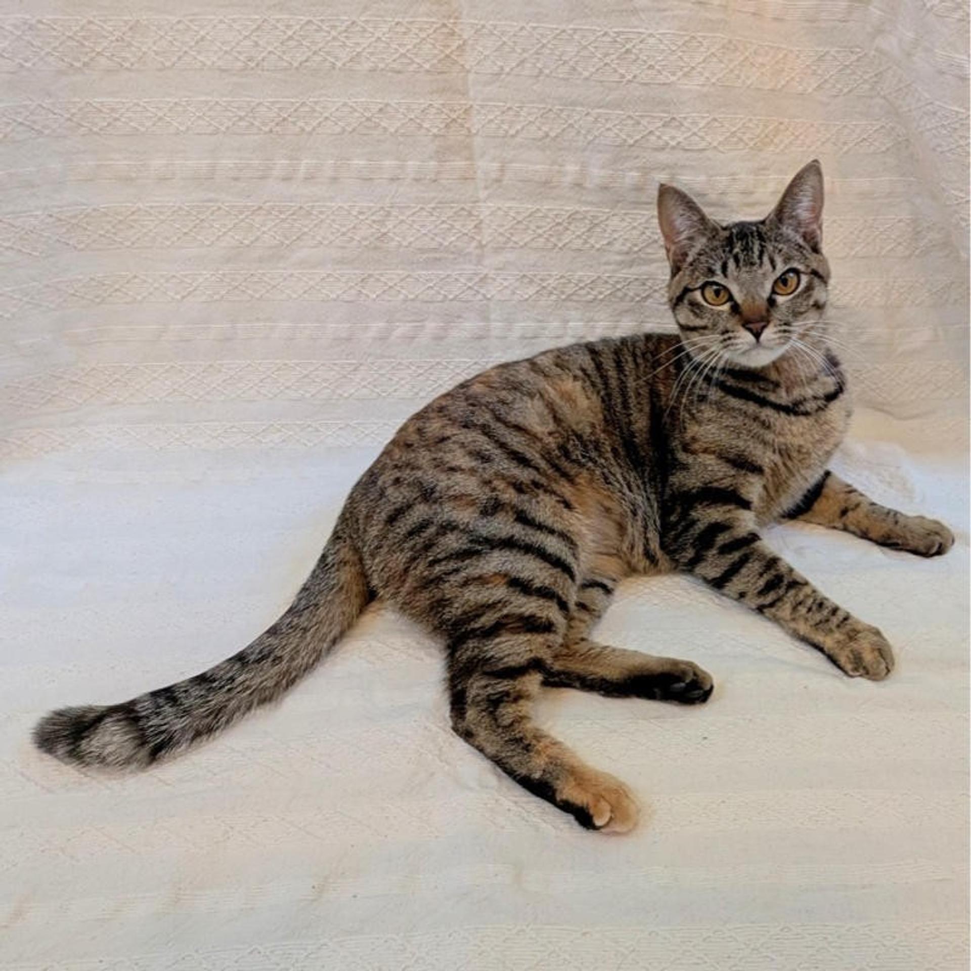 pet-image-2
