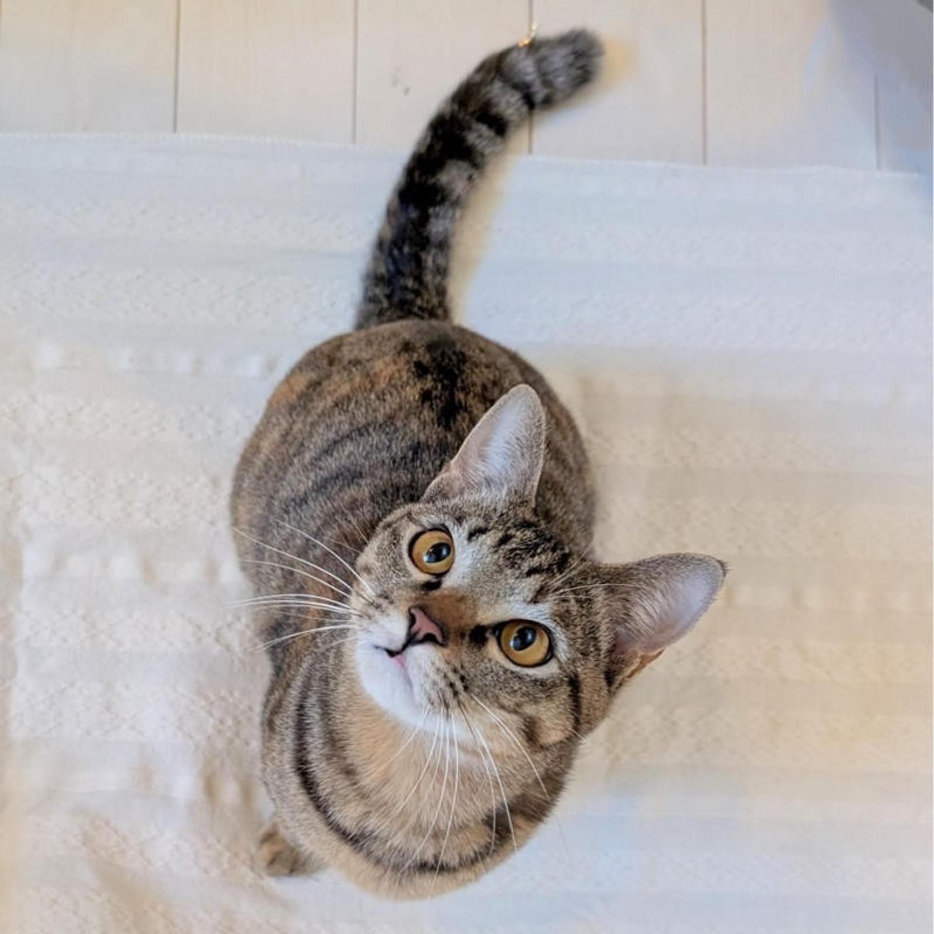 pet-image-4