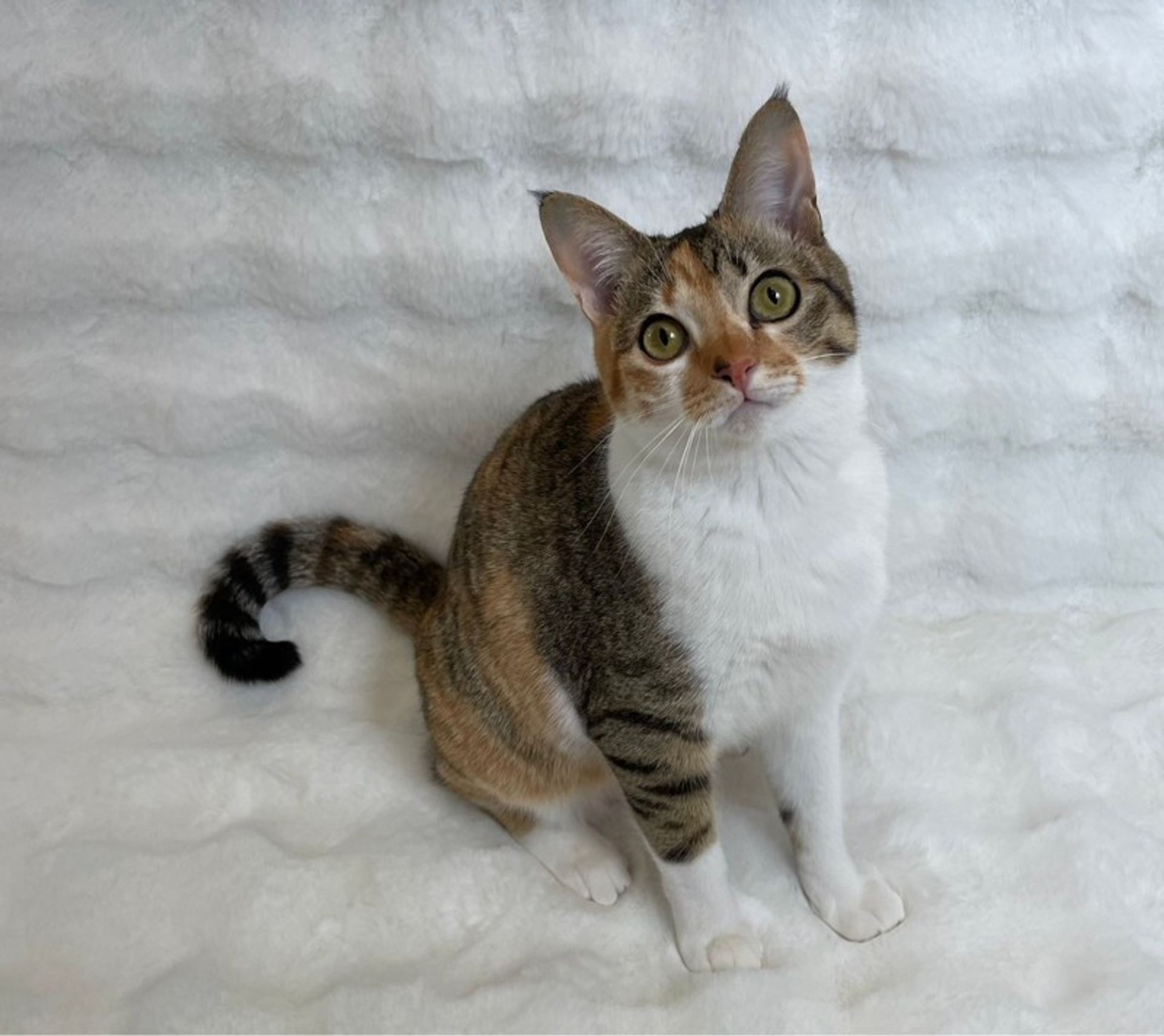 雑種（ミックス猫）・メスの里親募集の写真