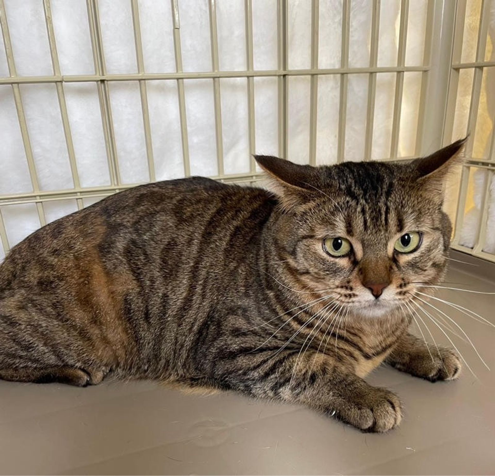 雑種（ミックス猫）・メスの里親募集の写真
