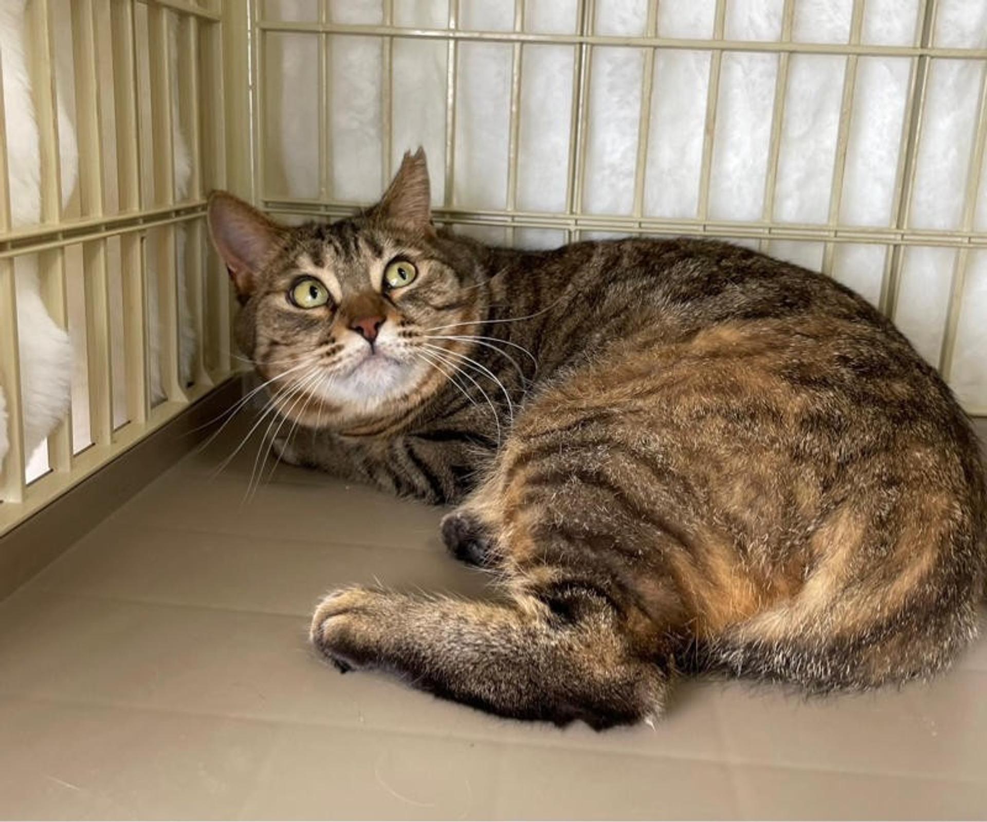 pet-image-2