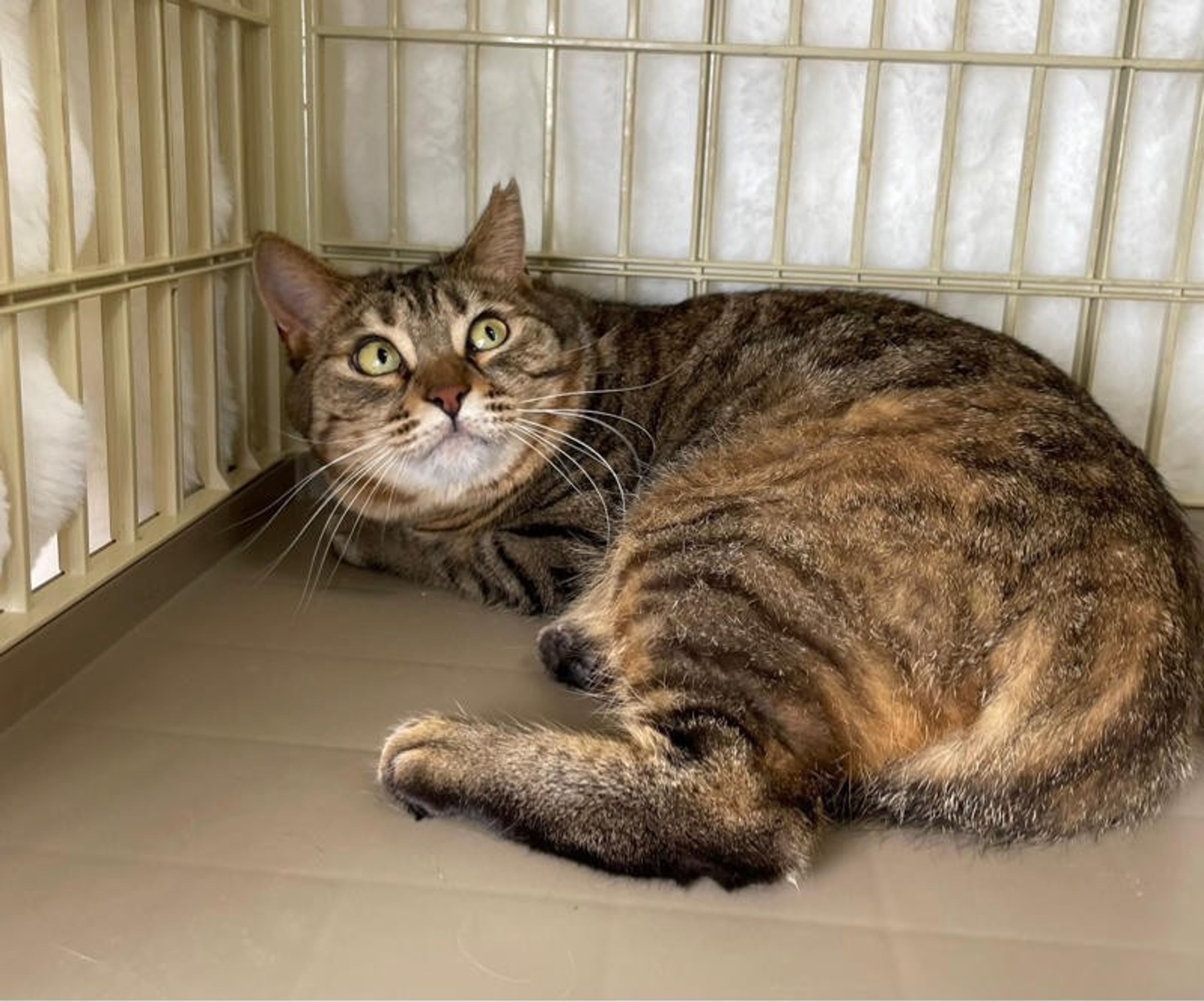 pet-image-2