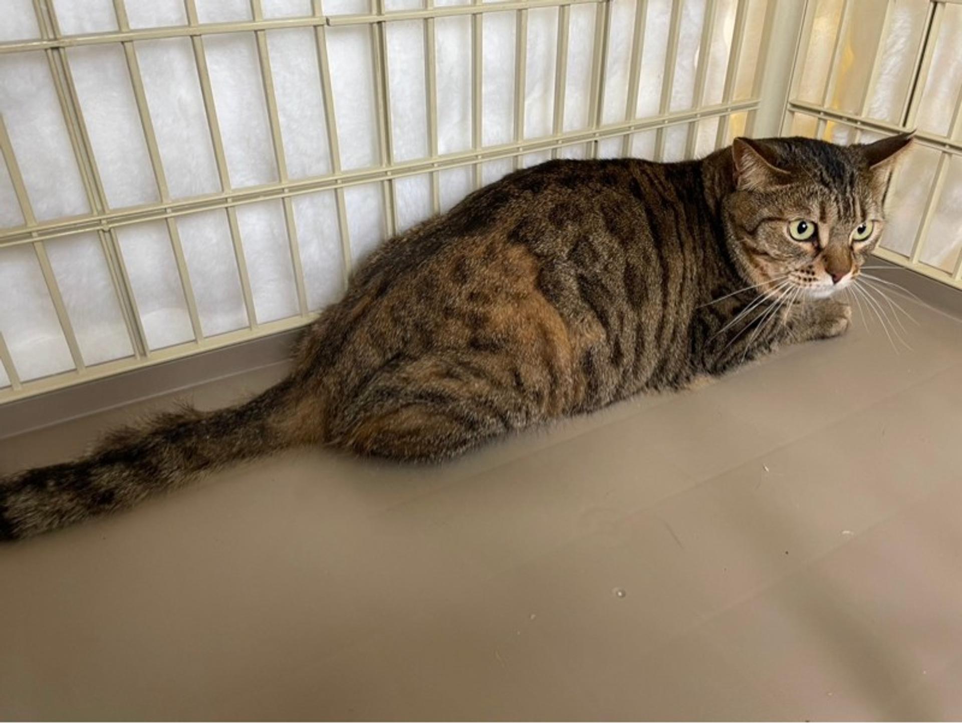 pet-image-3