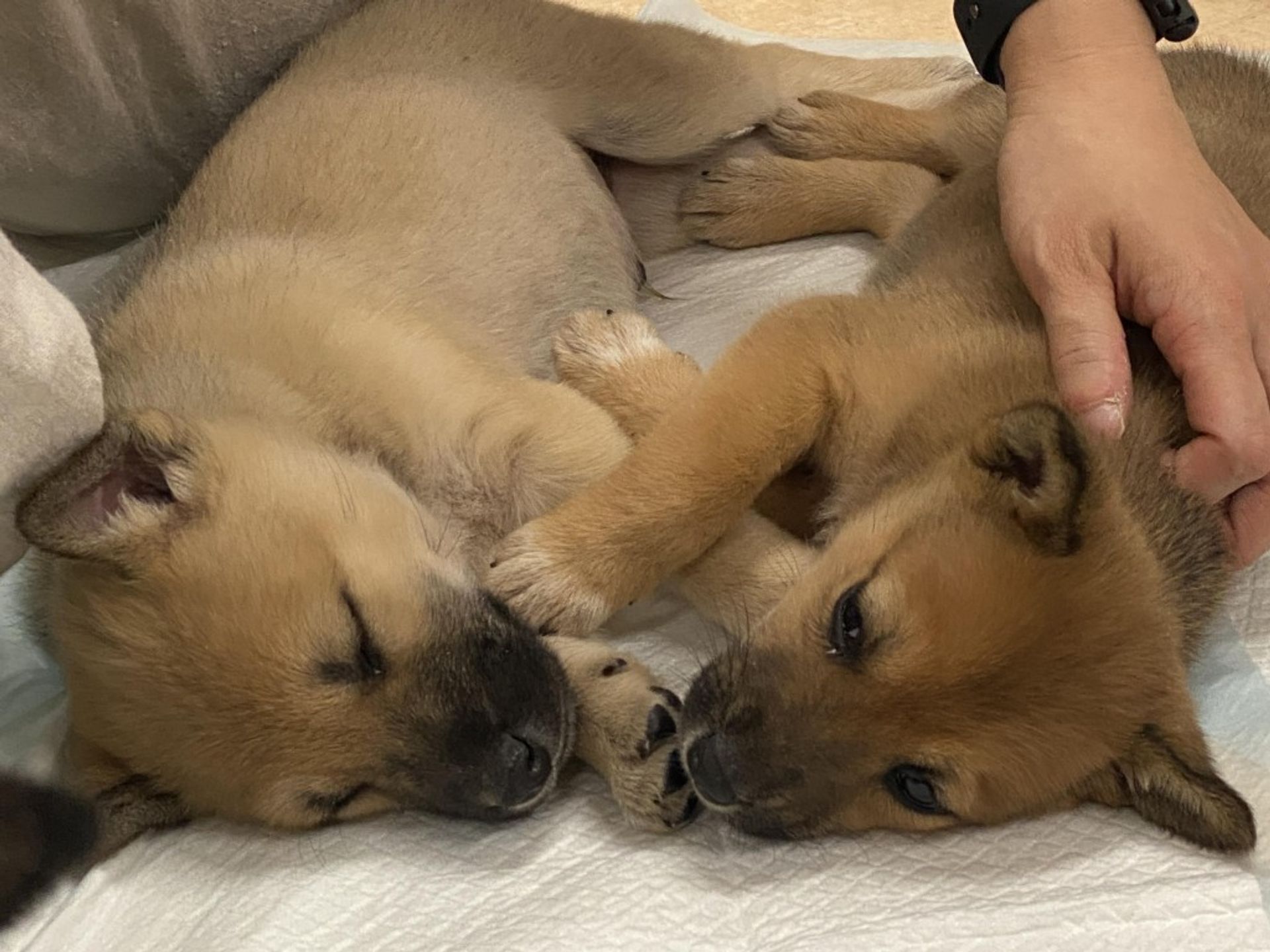 雑種（ミックス犬）・オスの里親募集の写真