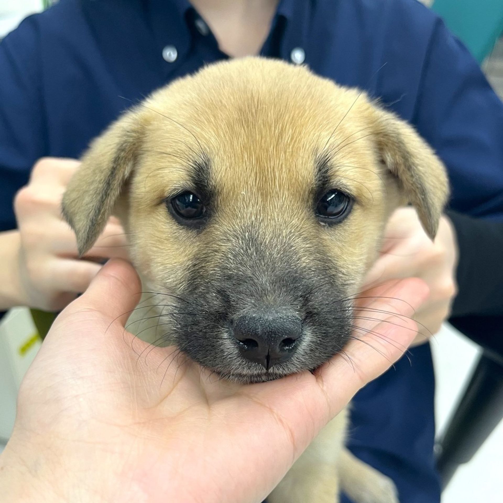 雑種（ミックス犬）・オスの里親募集の写真