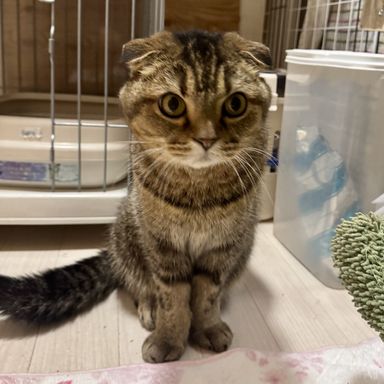 ごえもん