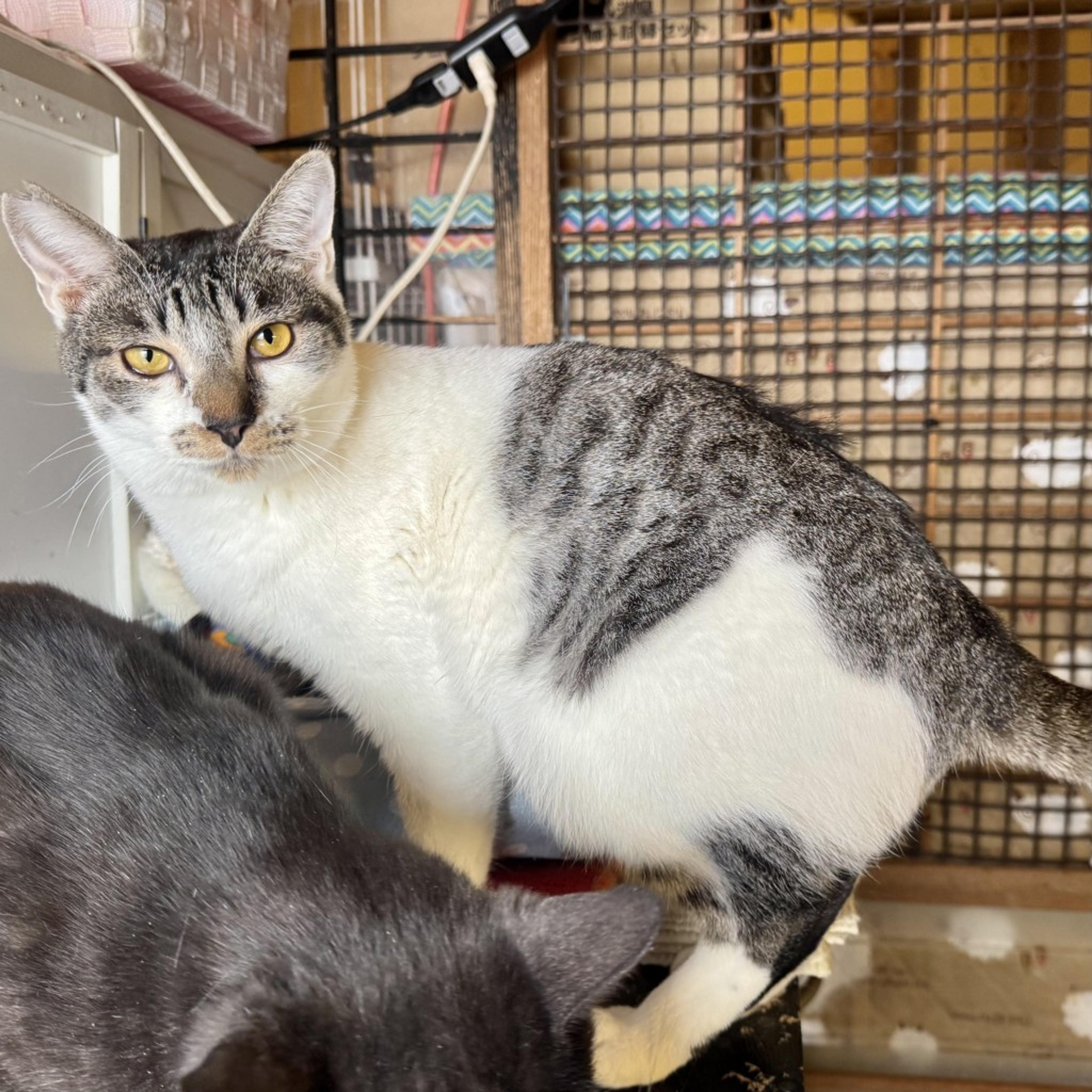pet-image-2